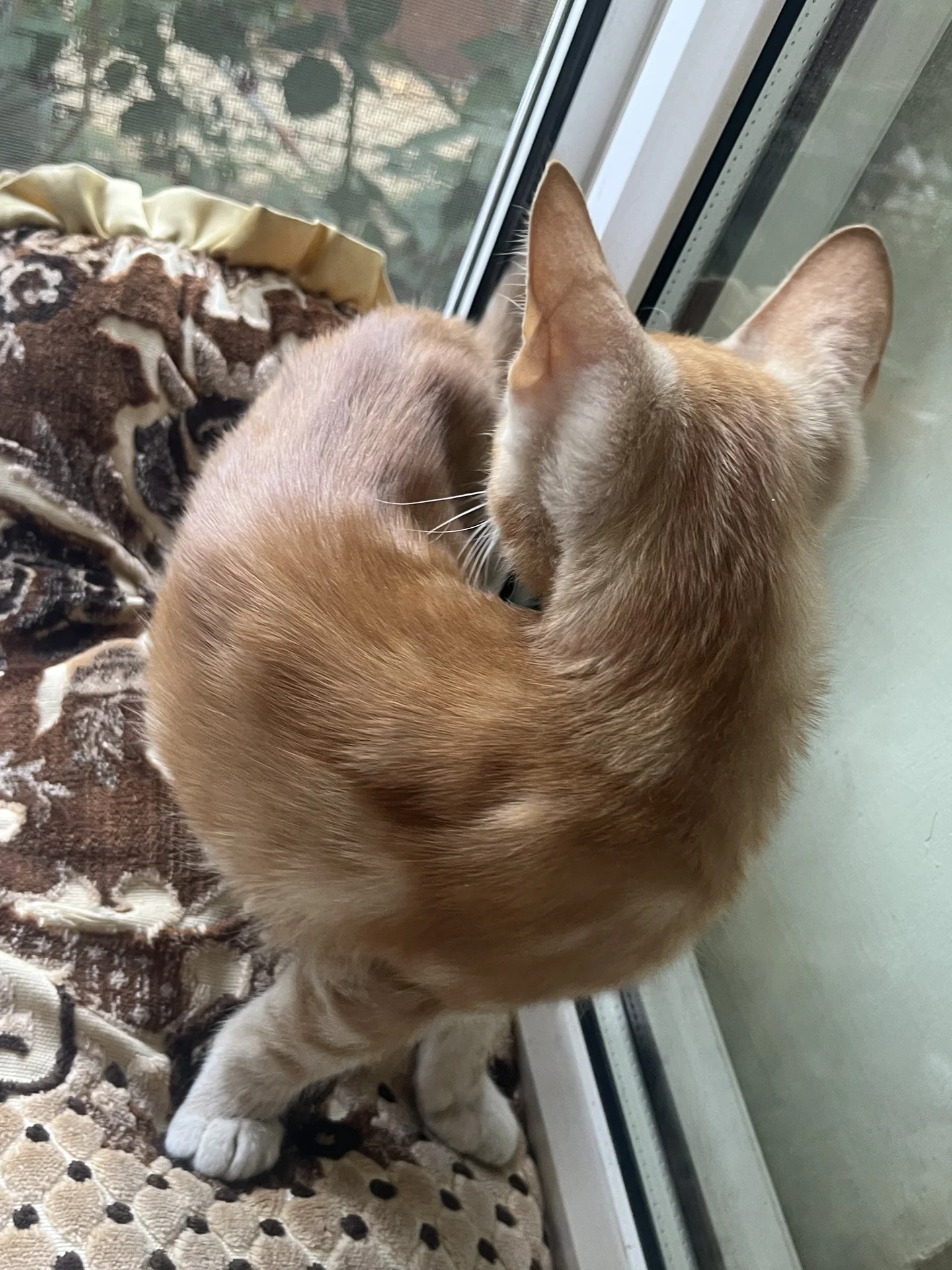 Котик в добрые руки - миниатюра 4
