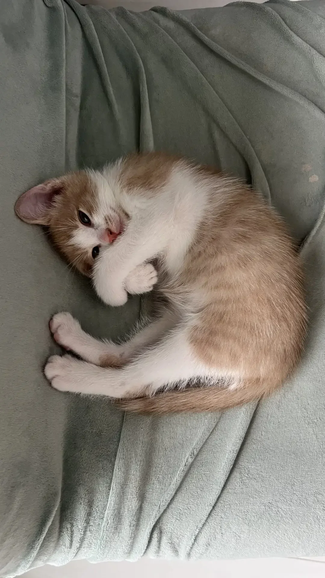 котенок - изображение 1