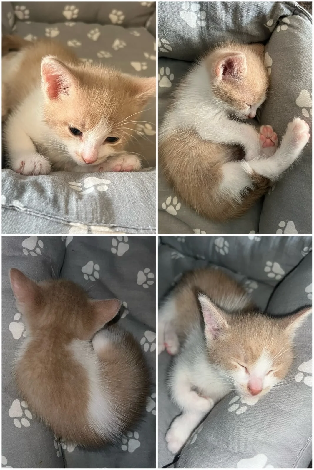 котенок - миниатюра 2