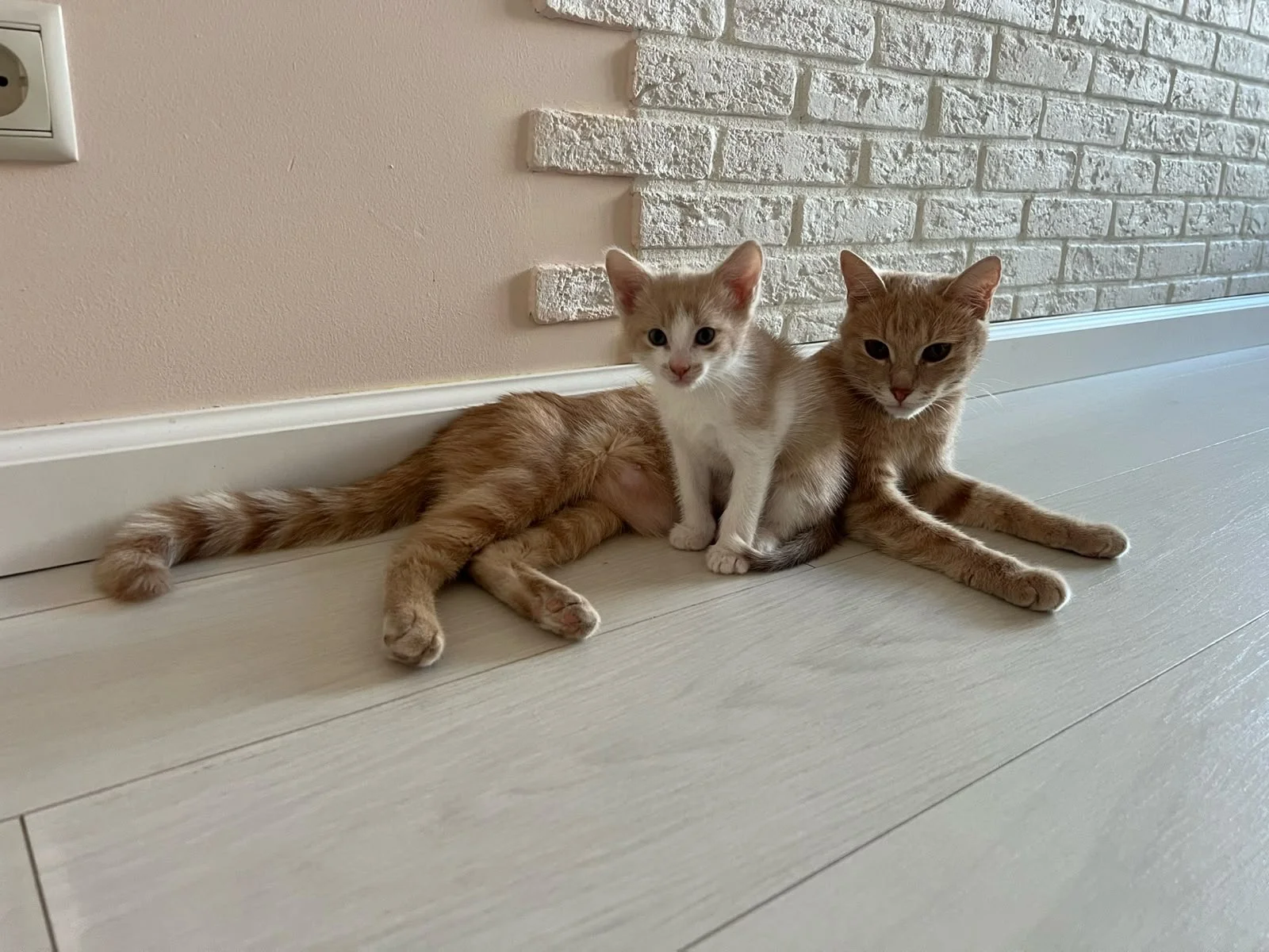 котенок - миниатюра 3