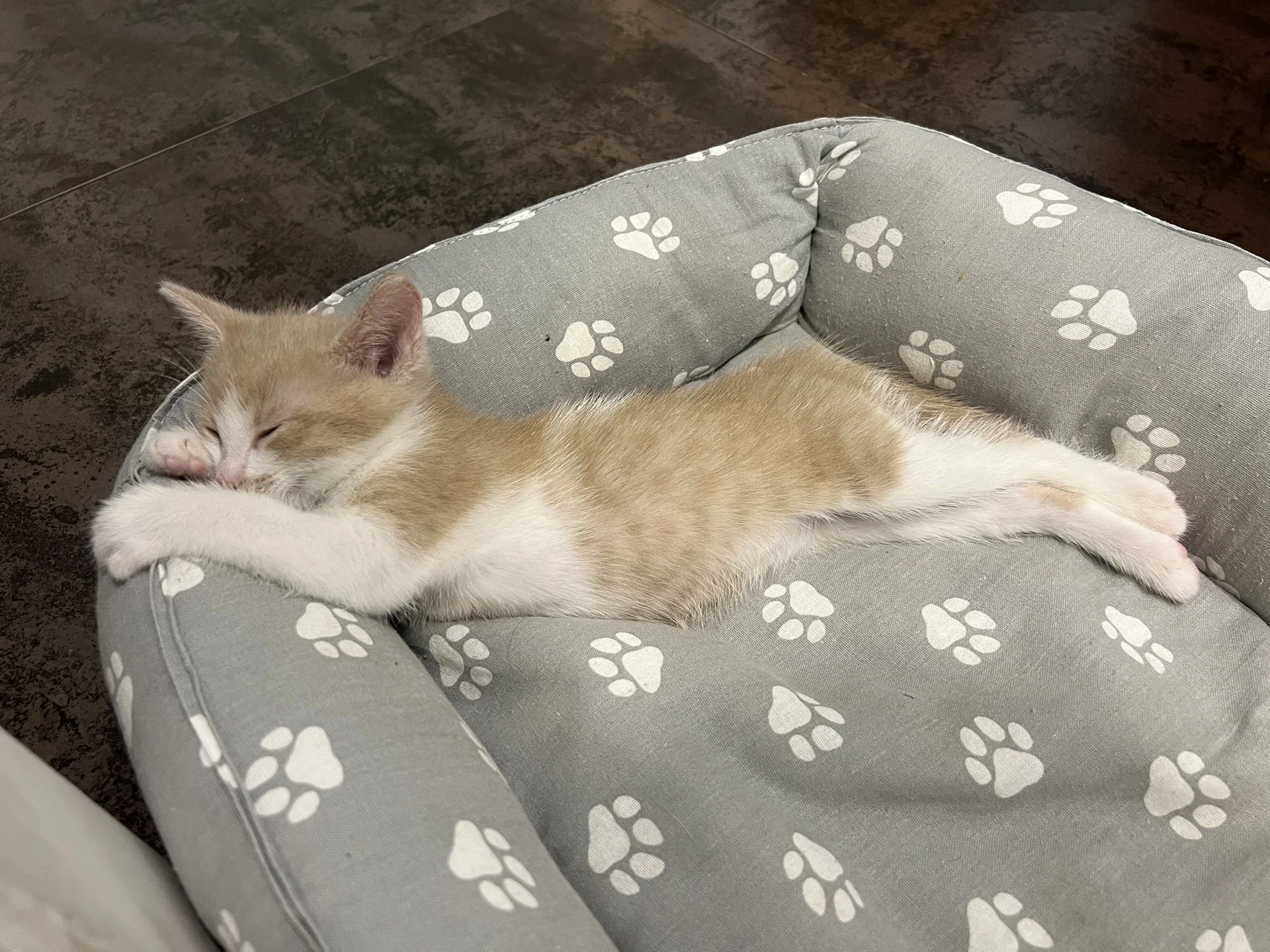 котенок - миниатюра 4