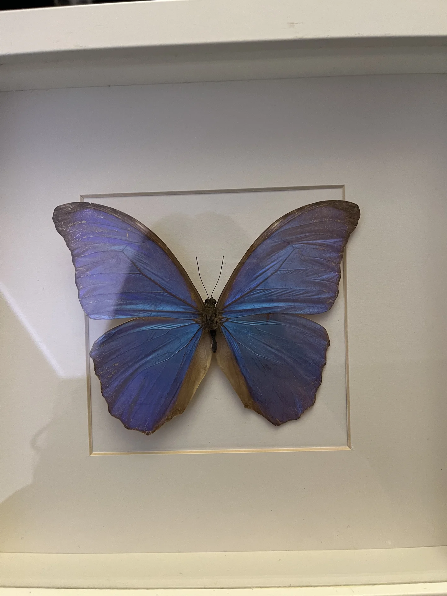 Голубая бабочка Morpho из Перу в рамке - миниатюра 2