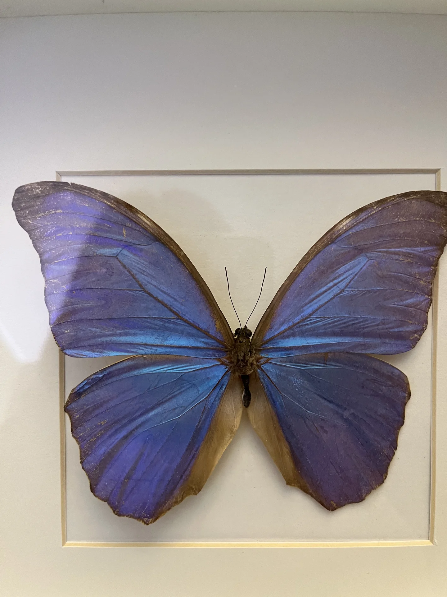 Голубая бабочка Morpho из Перу в рамке - миниатюра 3
