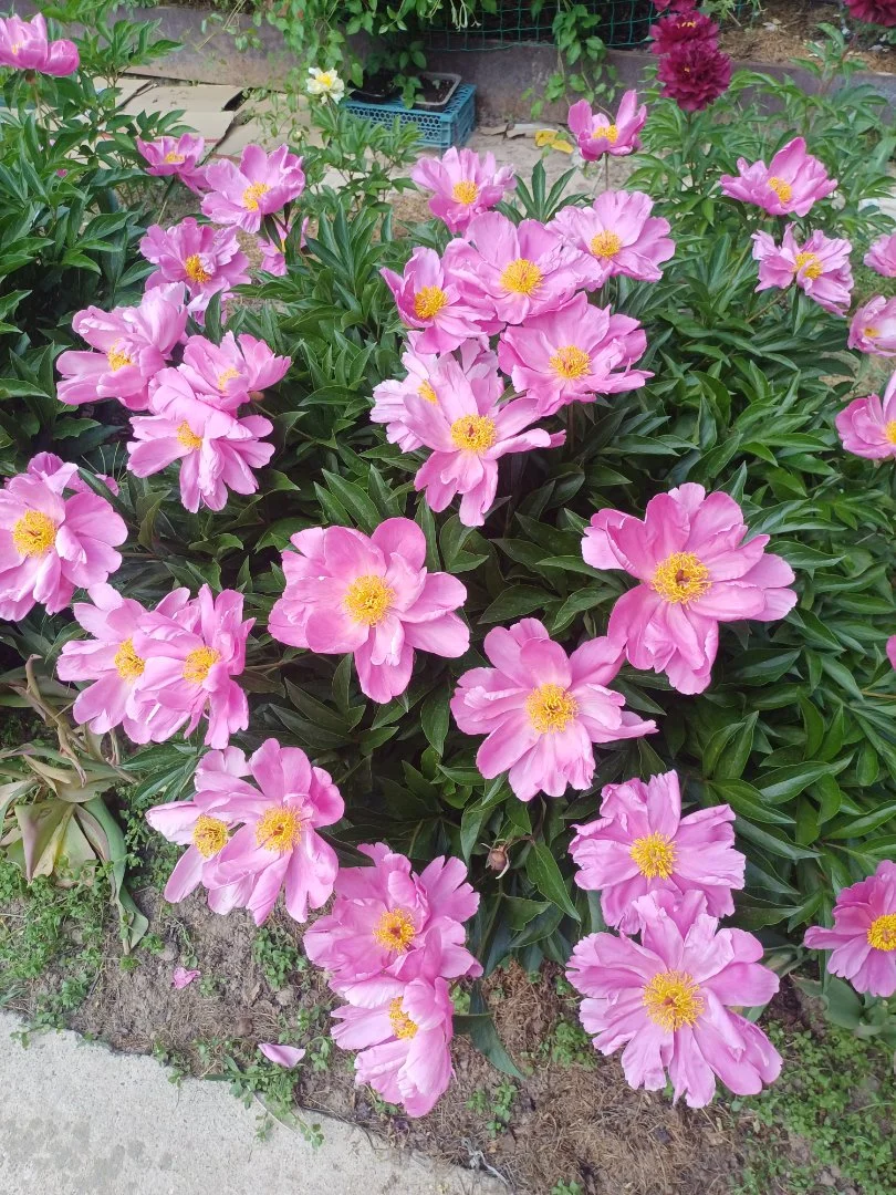 Пионы саженцы - миниатюра 2