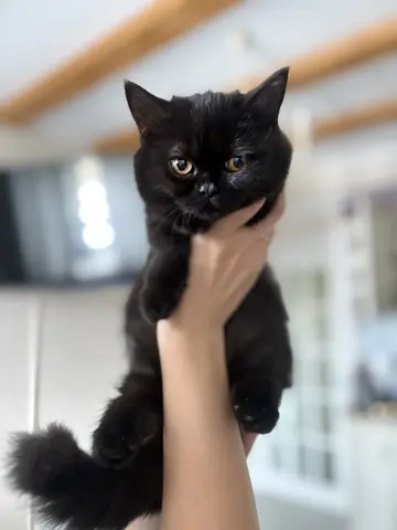 котята манчкин