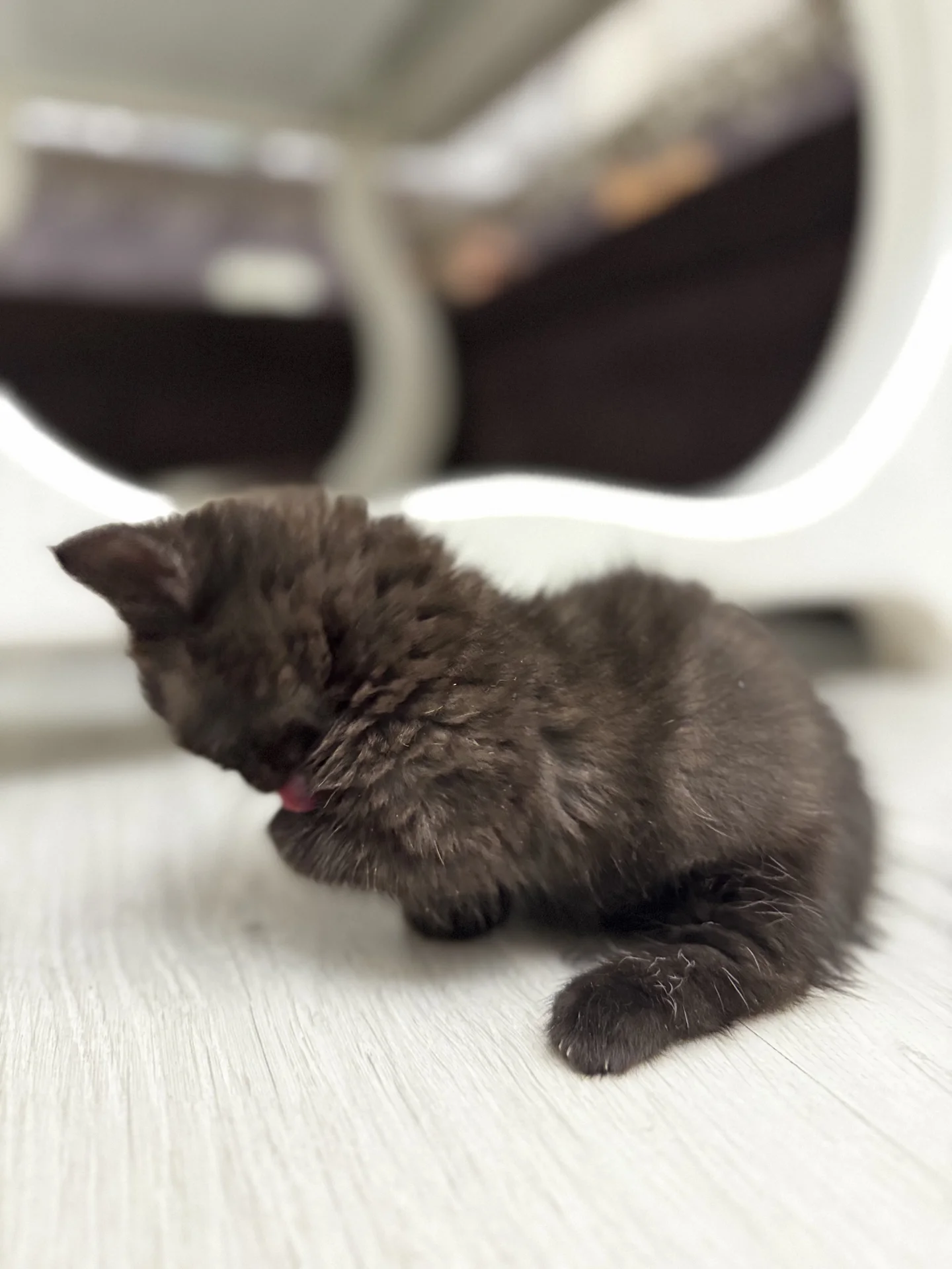 котята манчкин - изображение 1