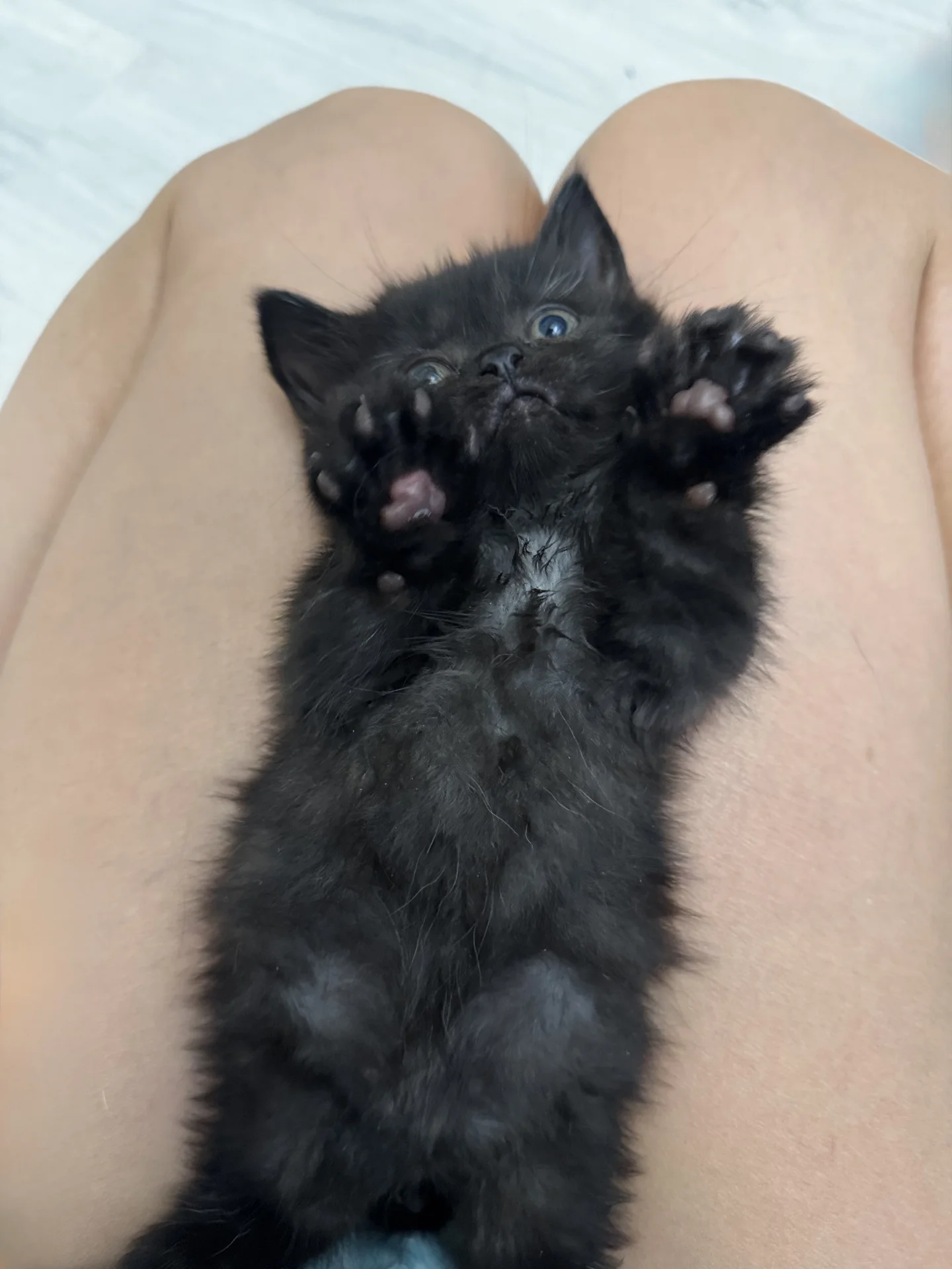 котята манчкин - миниатюра 3