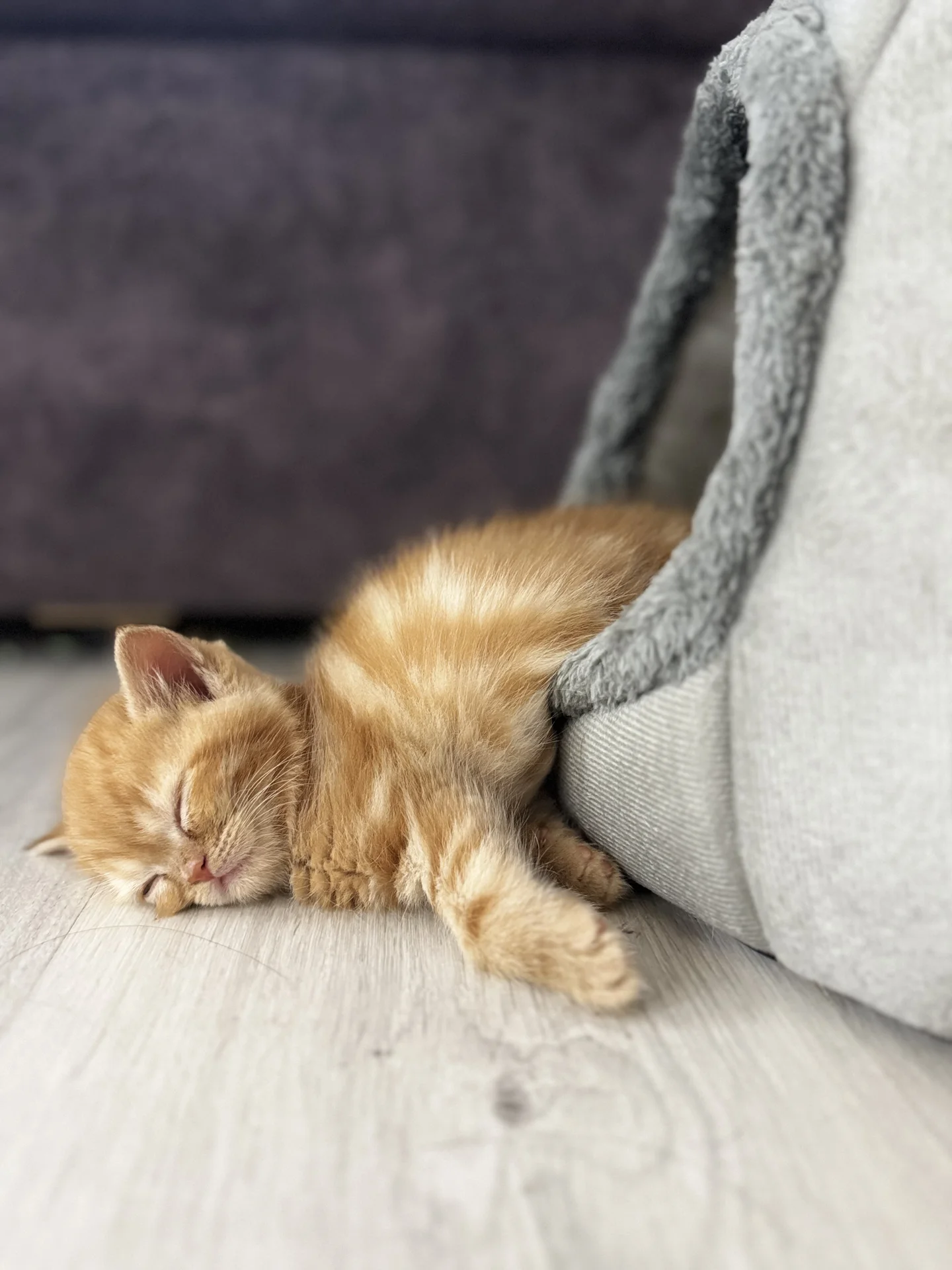 котята манчкин - миниатюра 5