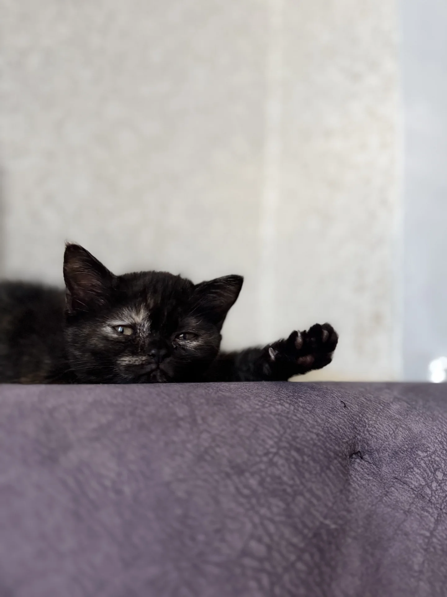 котята манчкин - миниатюра 8