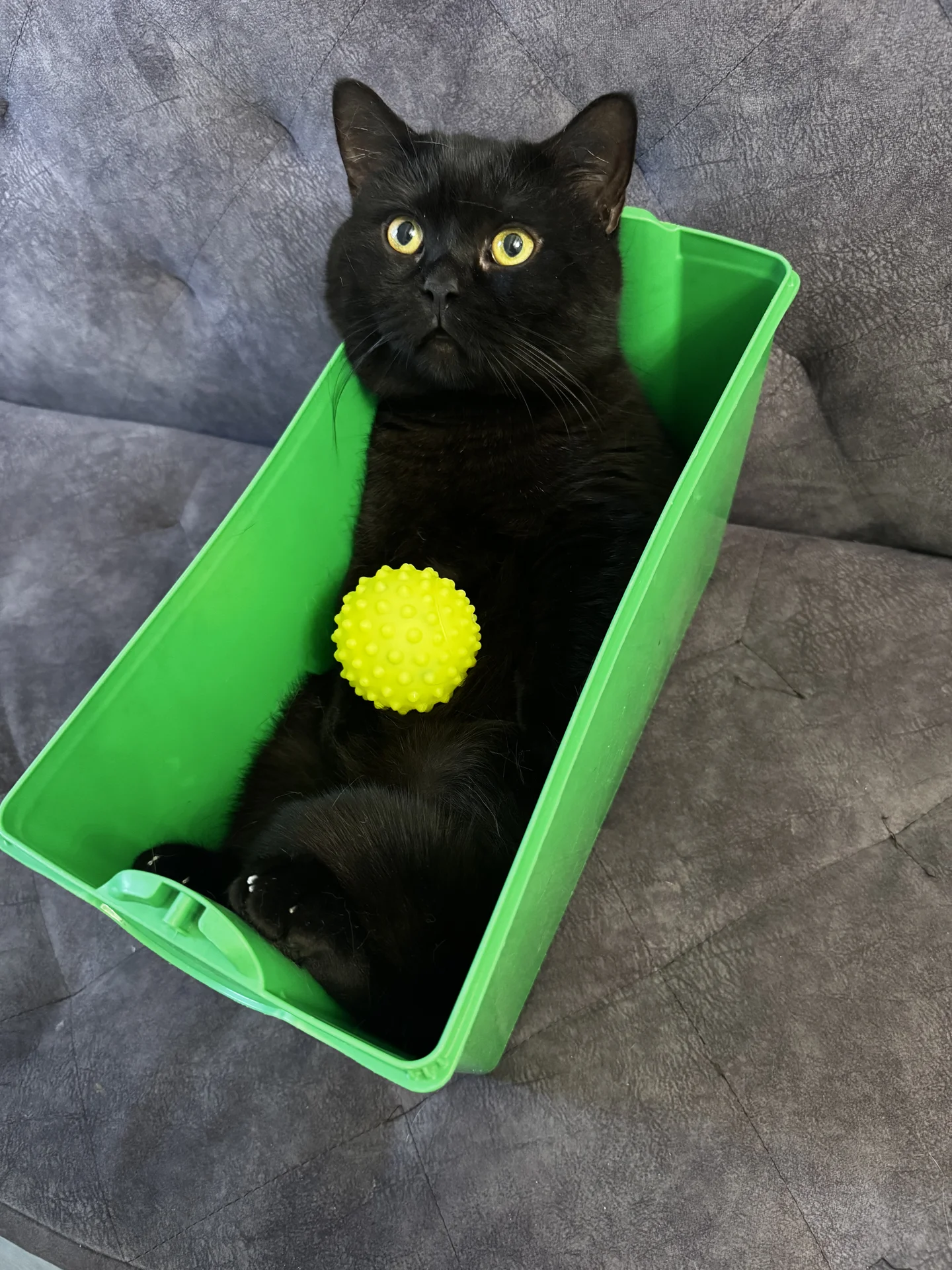 котята манчкин - миниатюра 12
