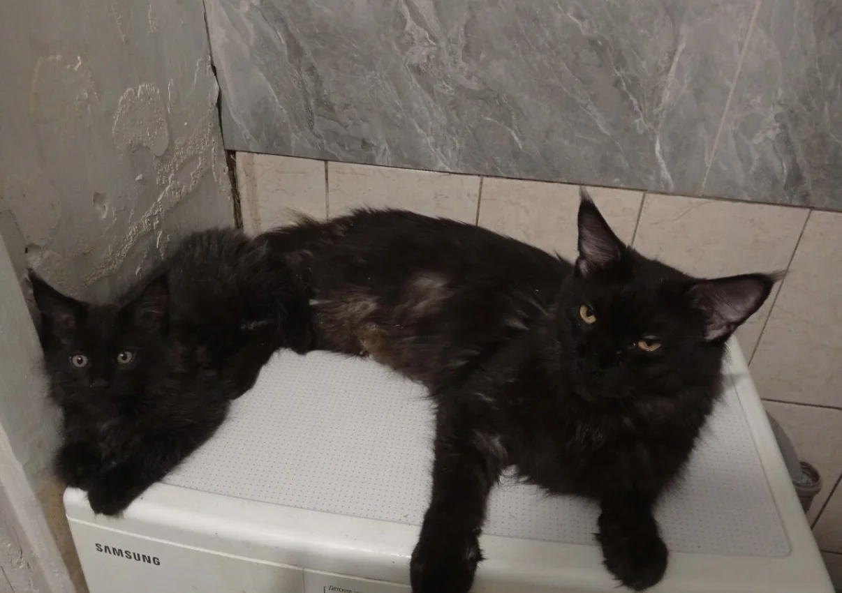 Котёнок Мейн-кун - миниатюра 3
