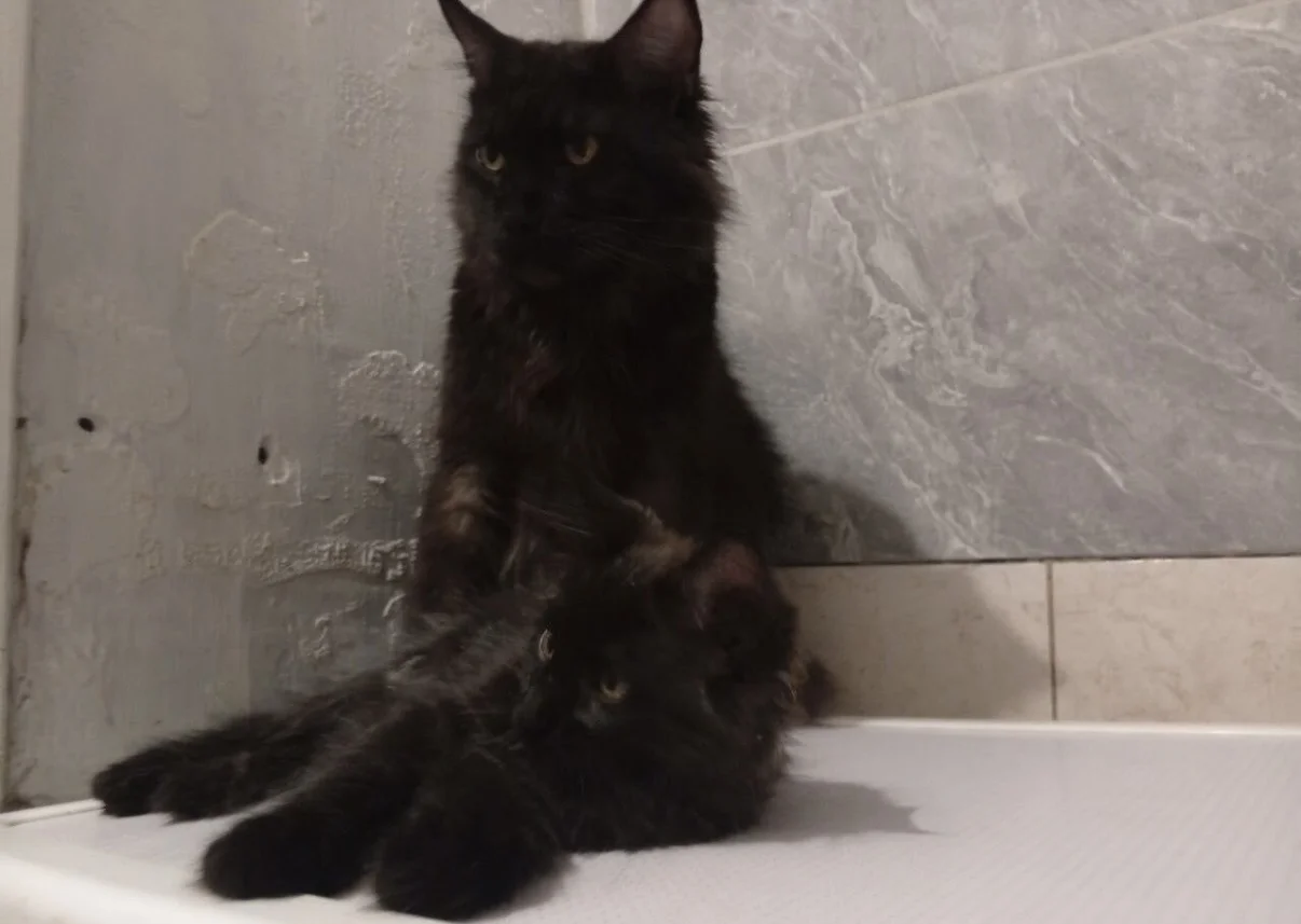 Котёнок Мейн-кун - миниатюра 4