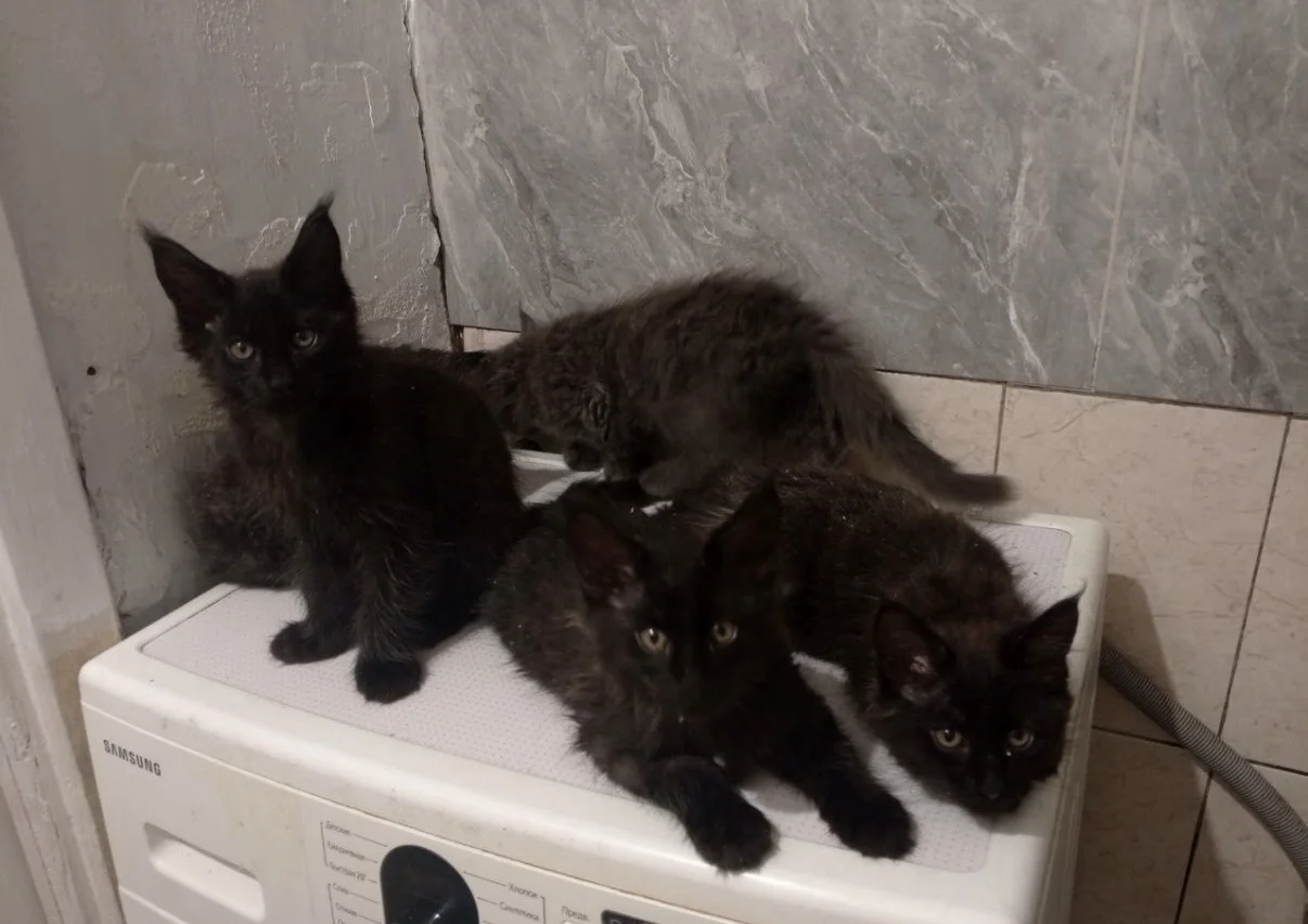 Котёнок Мейн-кун - миниатюра 5