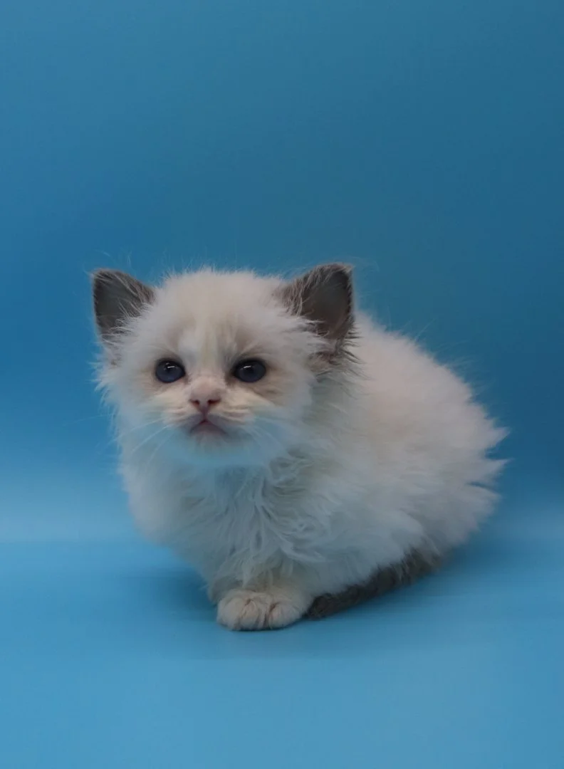 Котята породы рэгдолл, девочки - изображение 1
