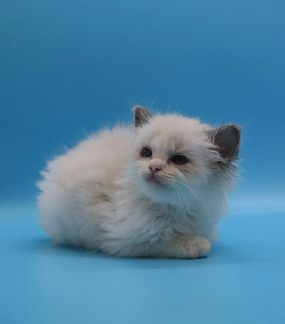 Котята породы рэгдолл, девочки - миниатюра 3