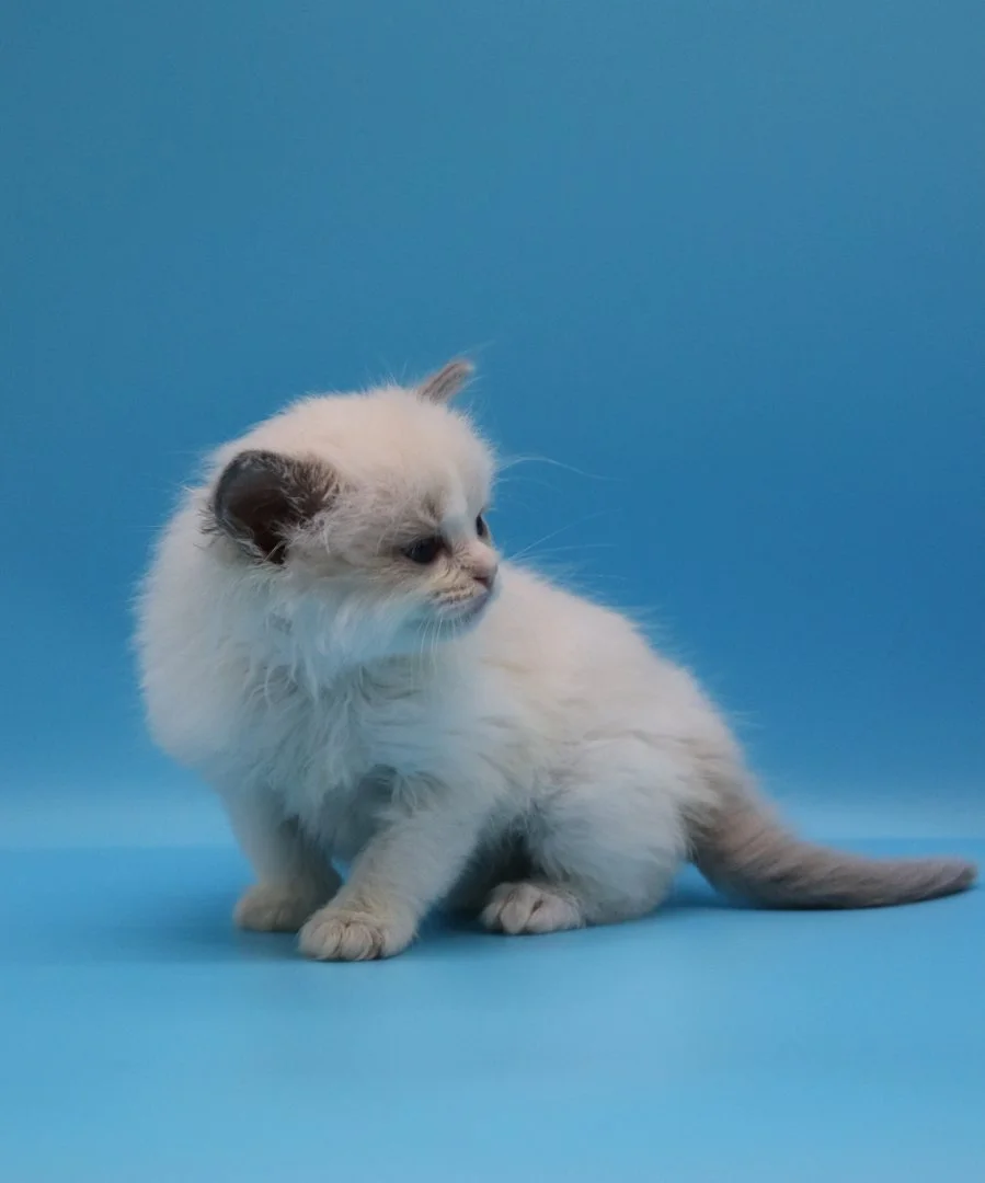 Котята породы рэгдолл, девочки - миниатюра 4