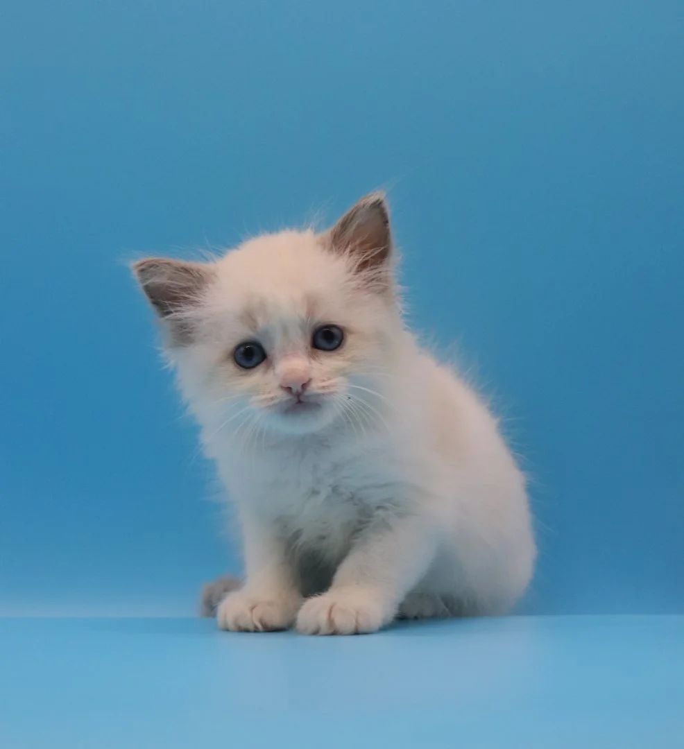 Котята породы рэгдолл, девочки - миниатюра 7