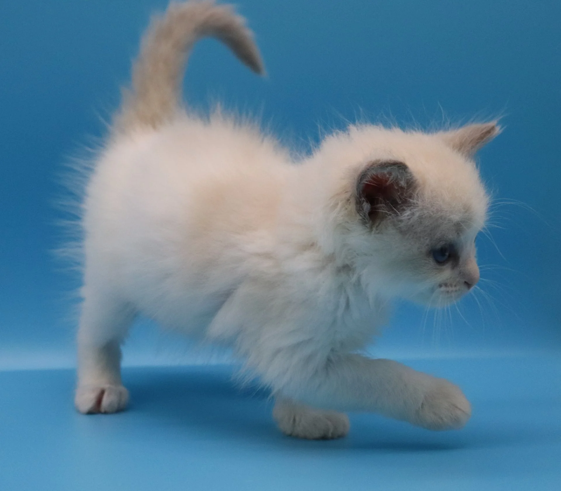 Котята породы рэгдолл, девочки - миниатюра 8