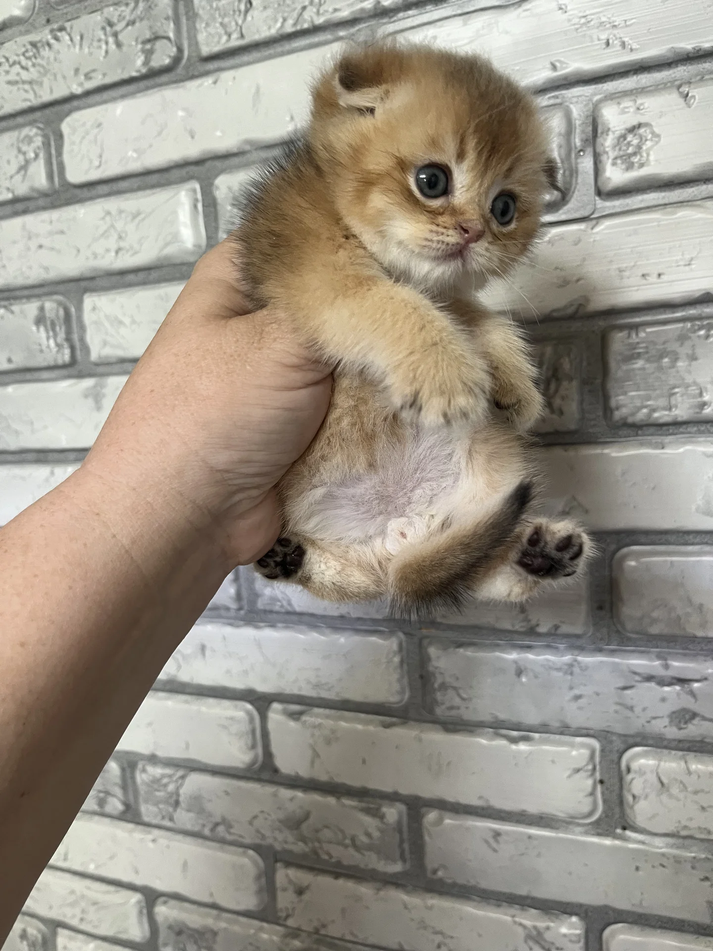 шотландский вислоухий котенок - миниатюра 2