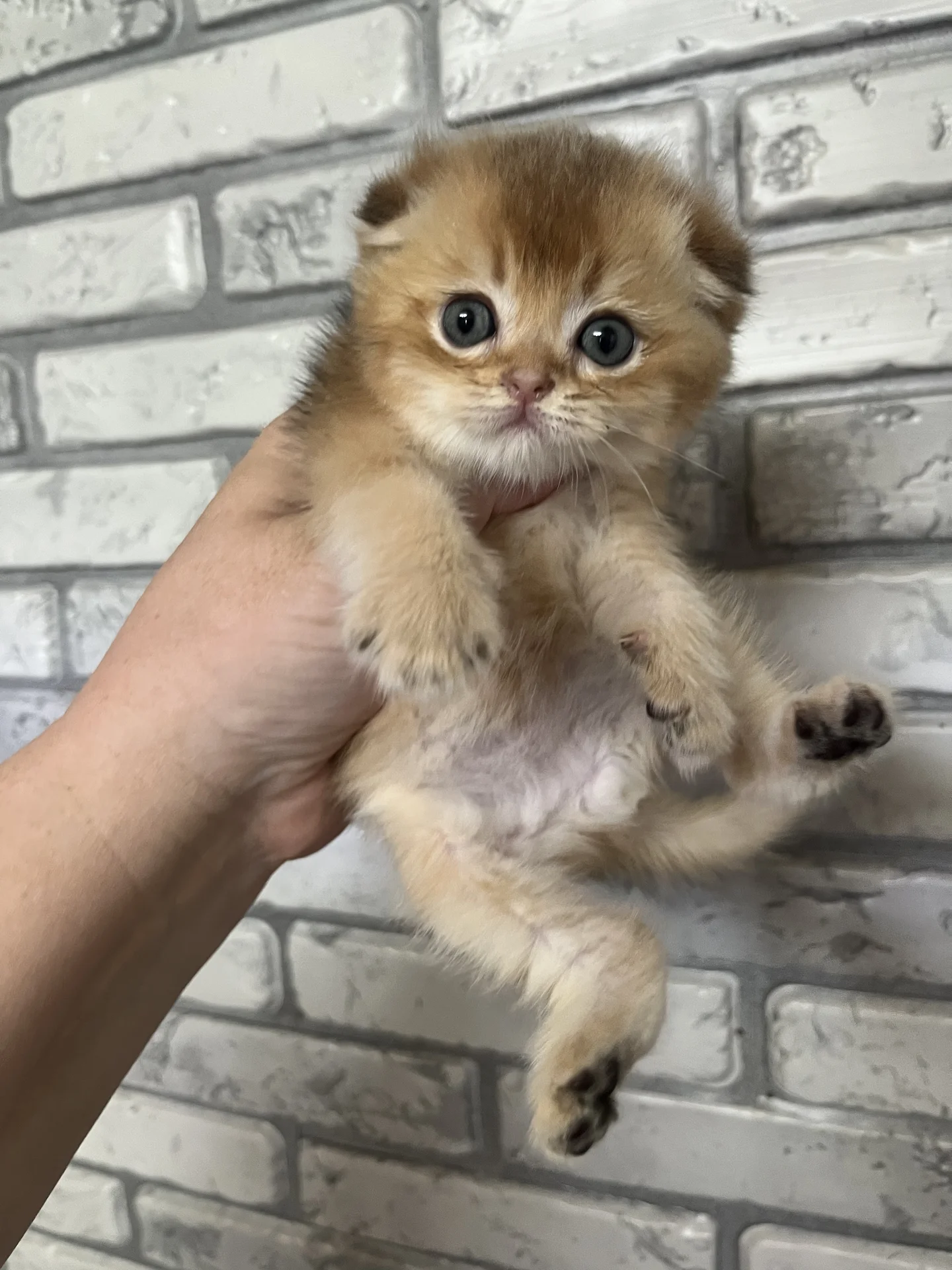 шотландский вислоухий котенок - миниатюра 3