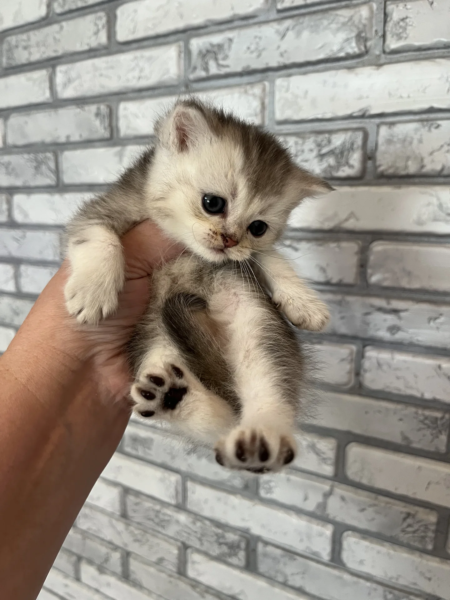 шотландский вислоухий котенок - миниатюра 4