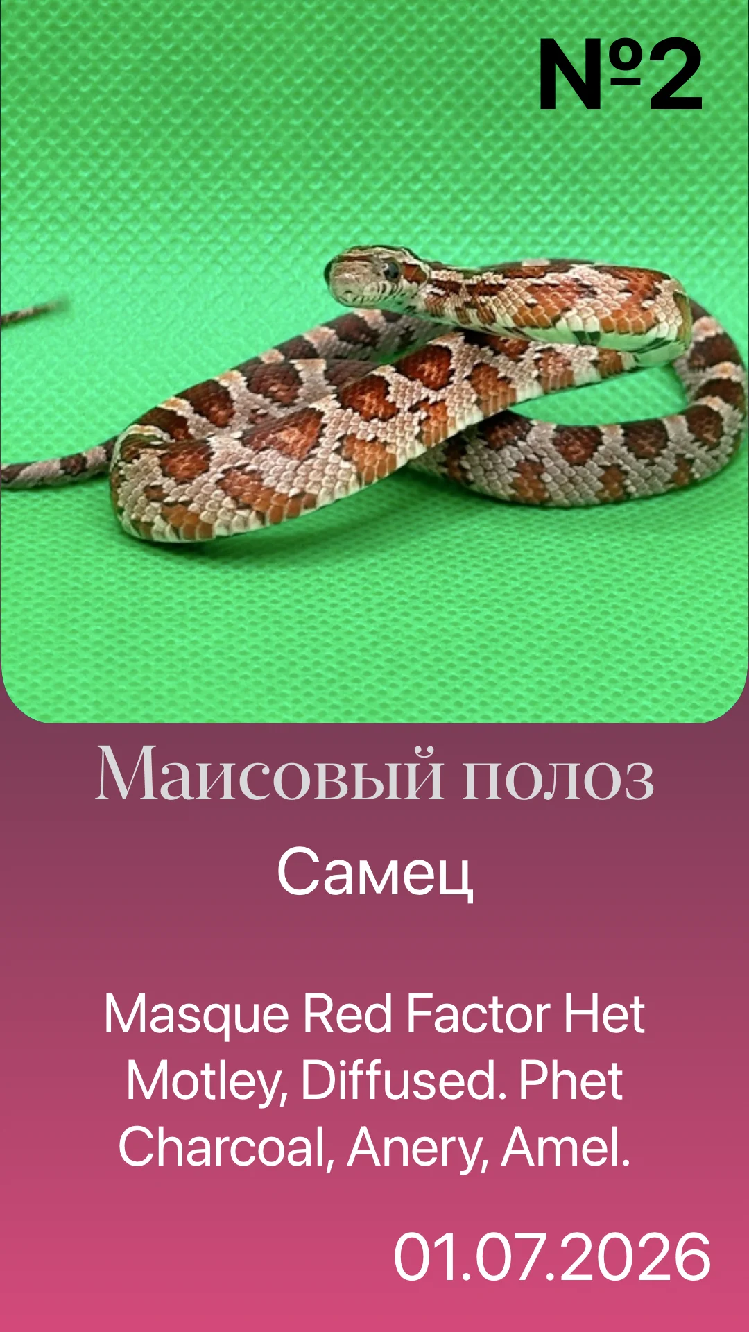 Змея маисовый полоз - изображение 1