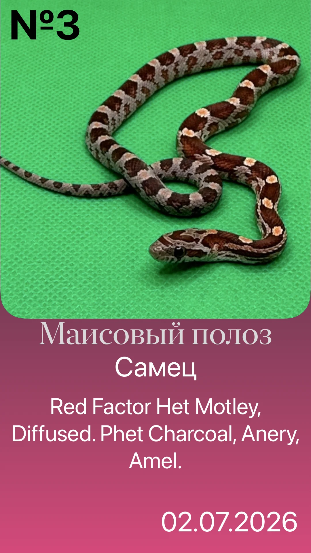 Змея маисовый полоз - миниатюра 2