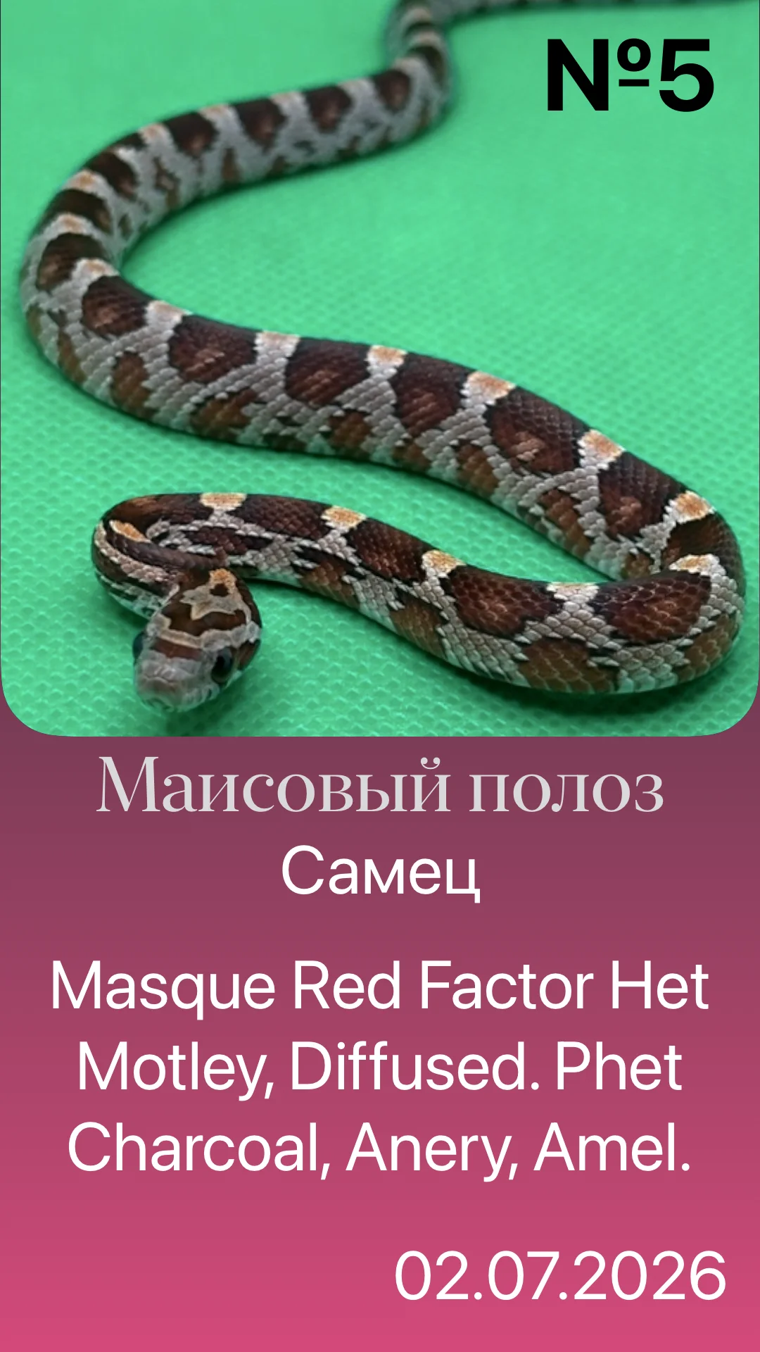 Змея маисовый полоз - миниатюра 3