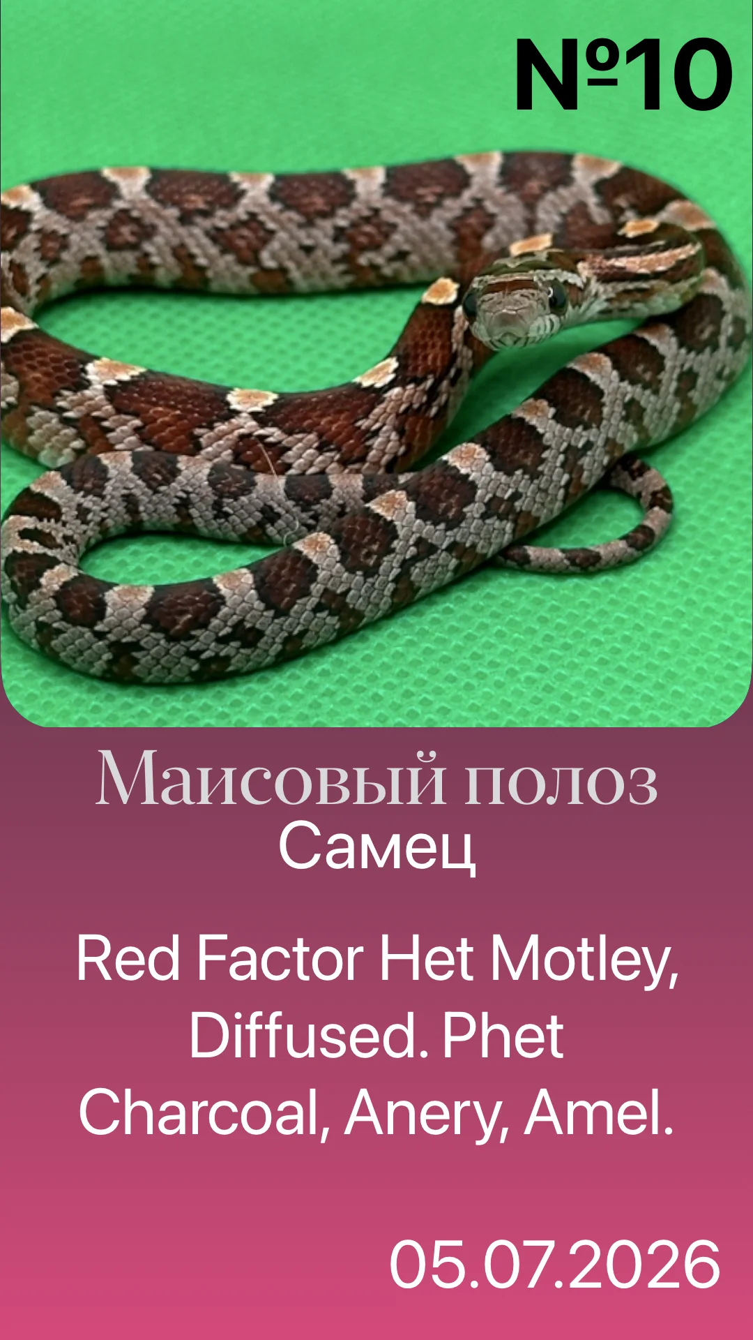 Змея маисовый полоз - миниатюра 4