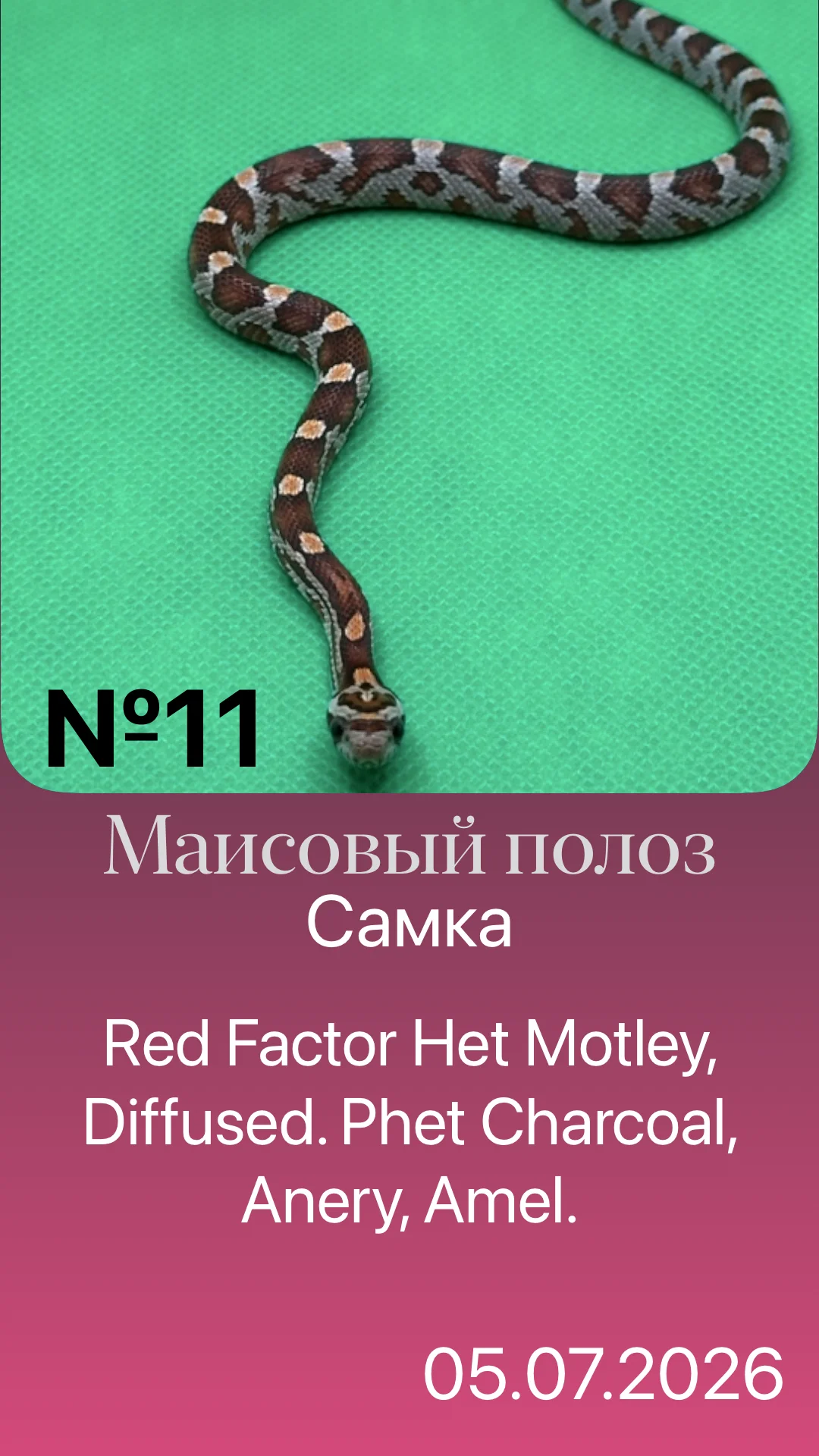 Змея маисовый полоз - миниатюра 5