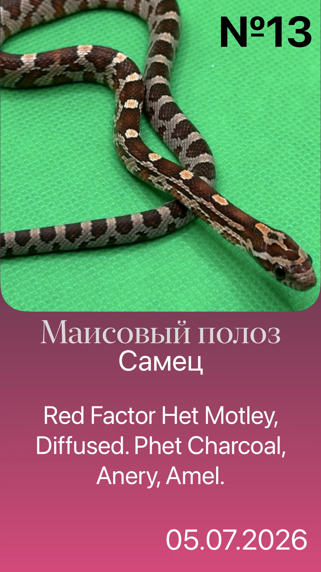 Змея маисовый полоз - миниатюра 6