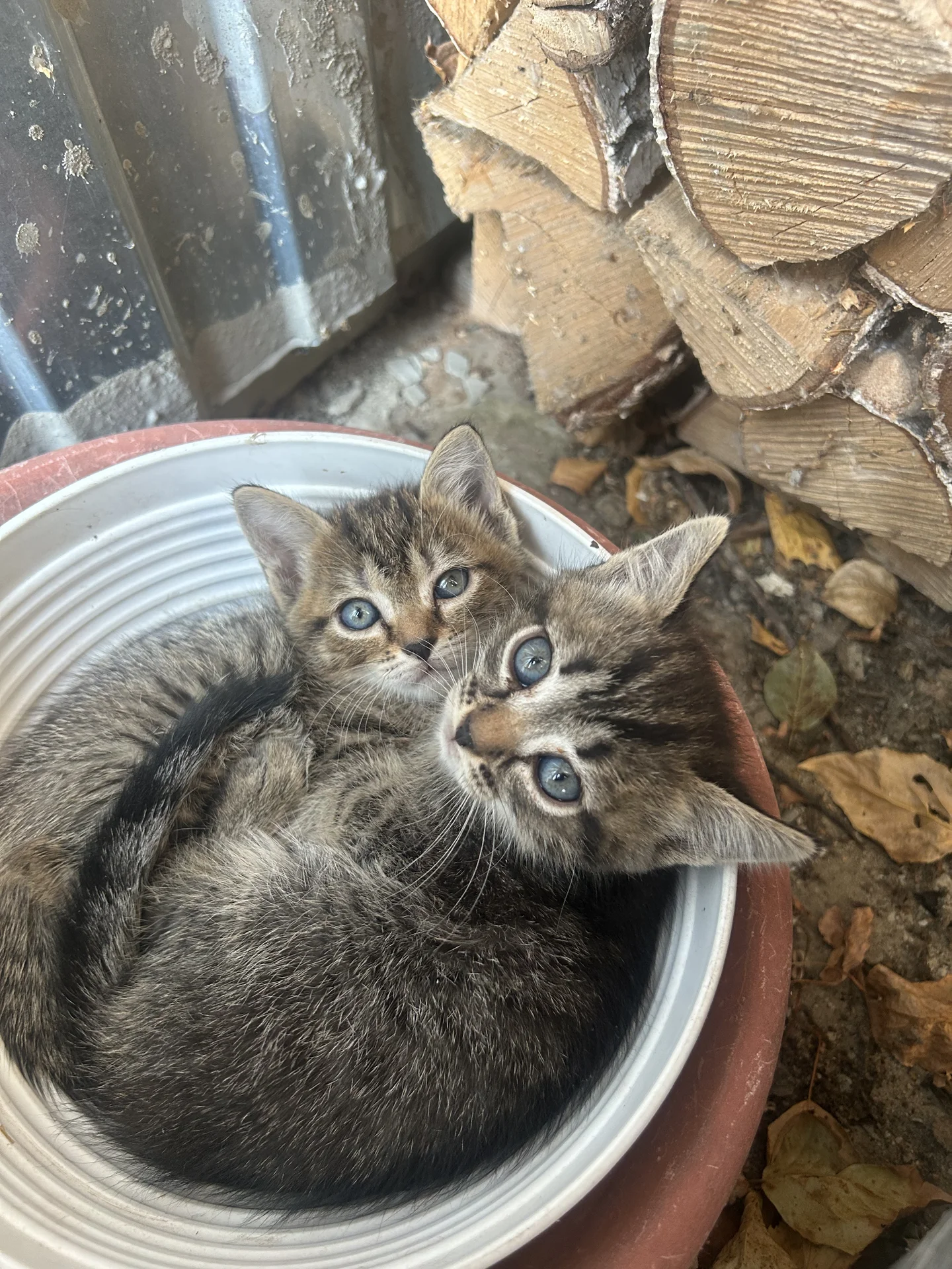 котята даром - изображение 1