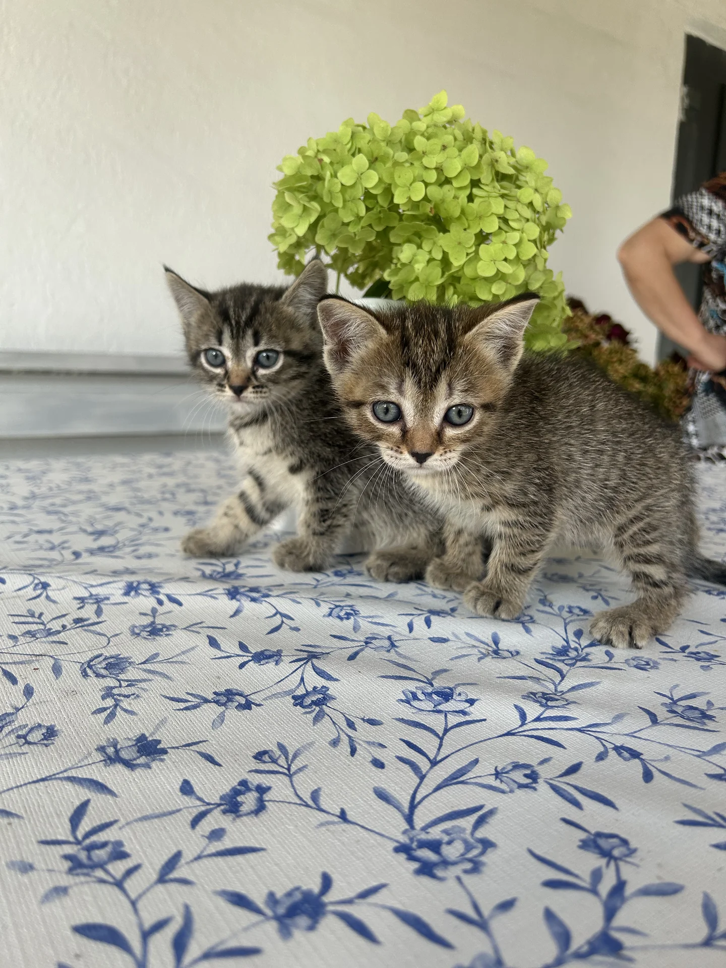 котята даром - миниатюра 3