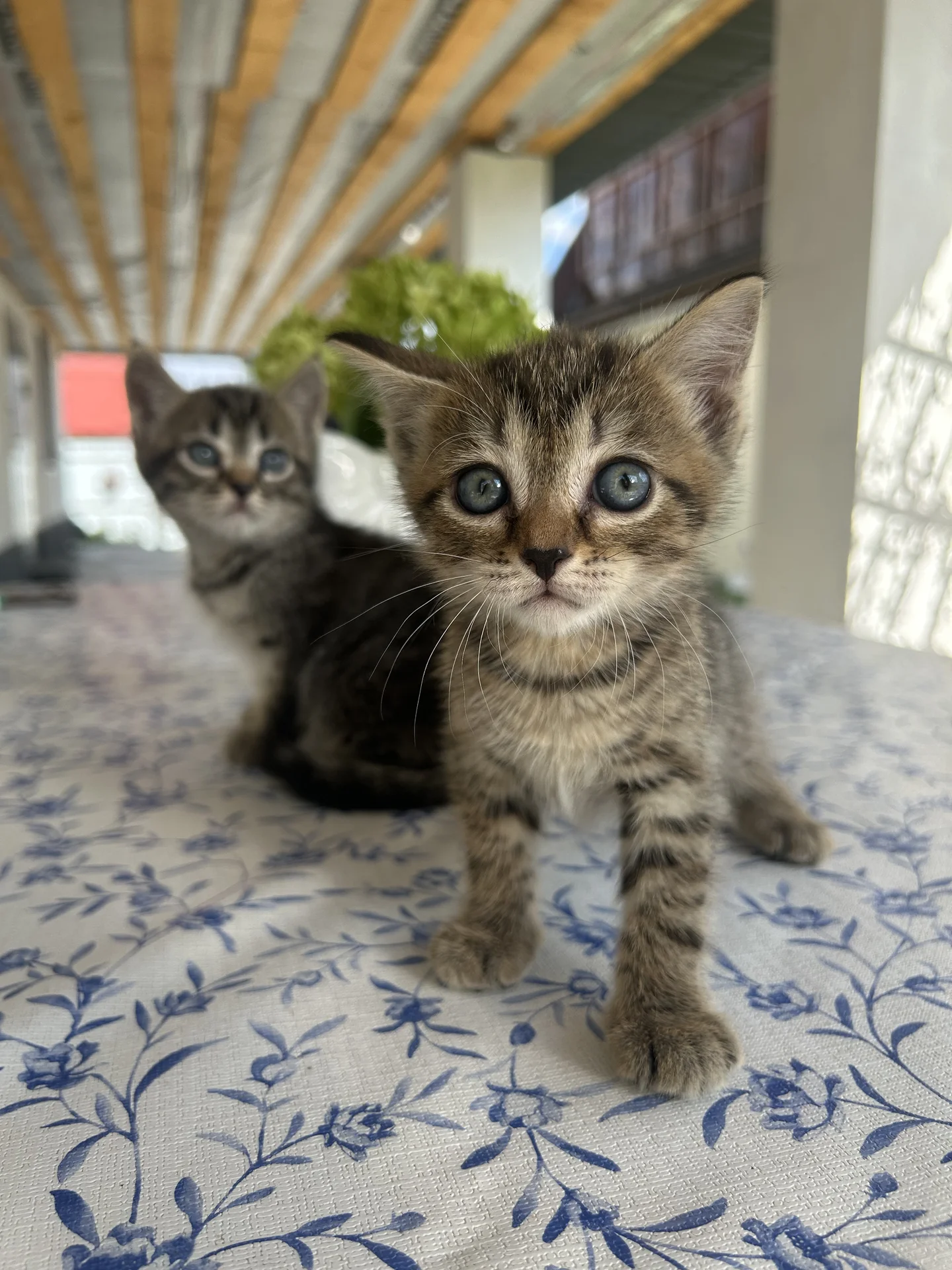 котята даром - миниатюра 4