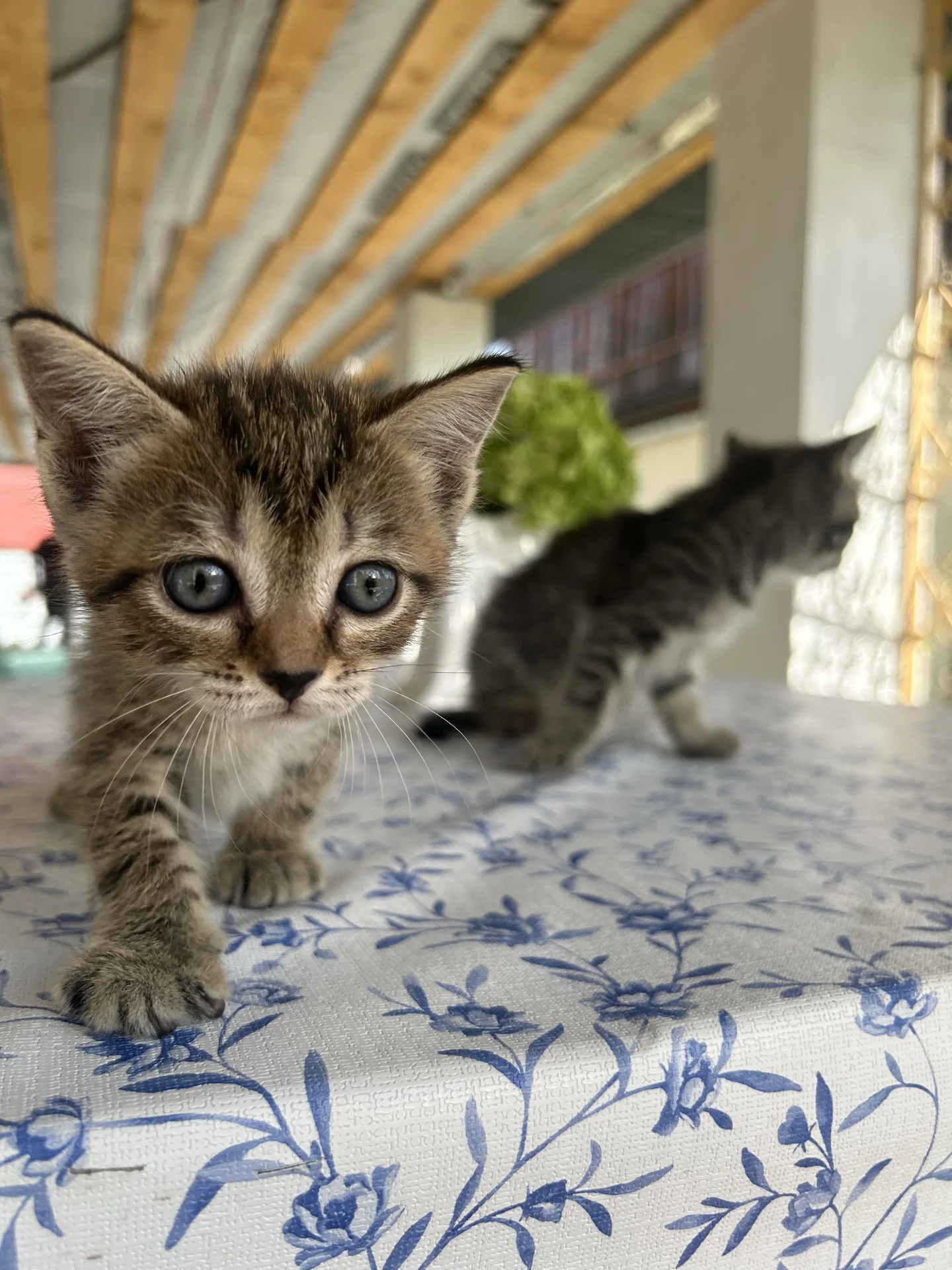 котята даром - миниатюра 5