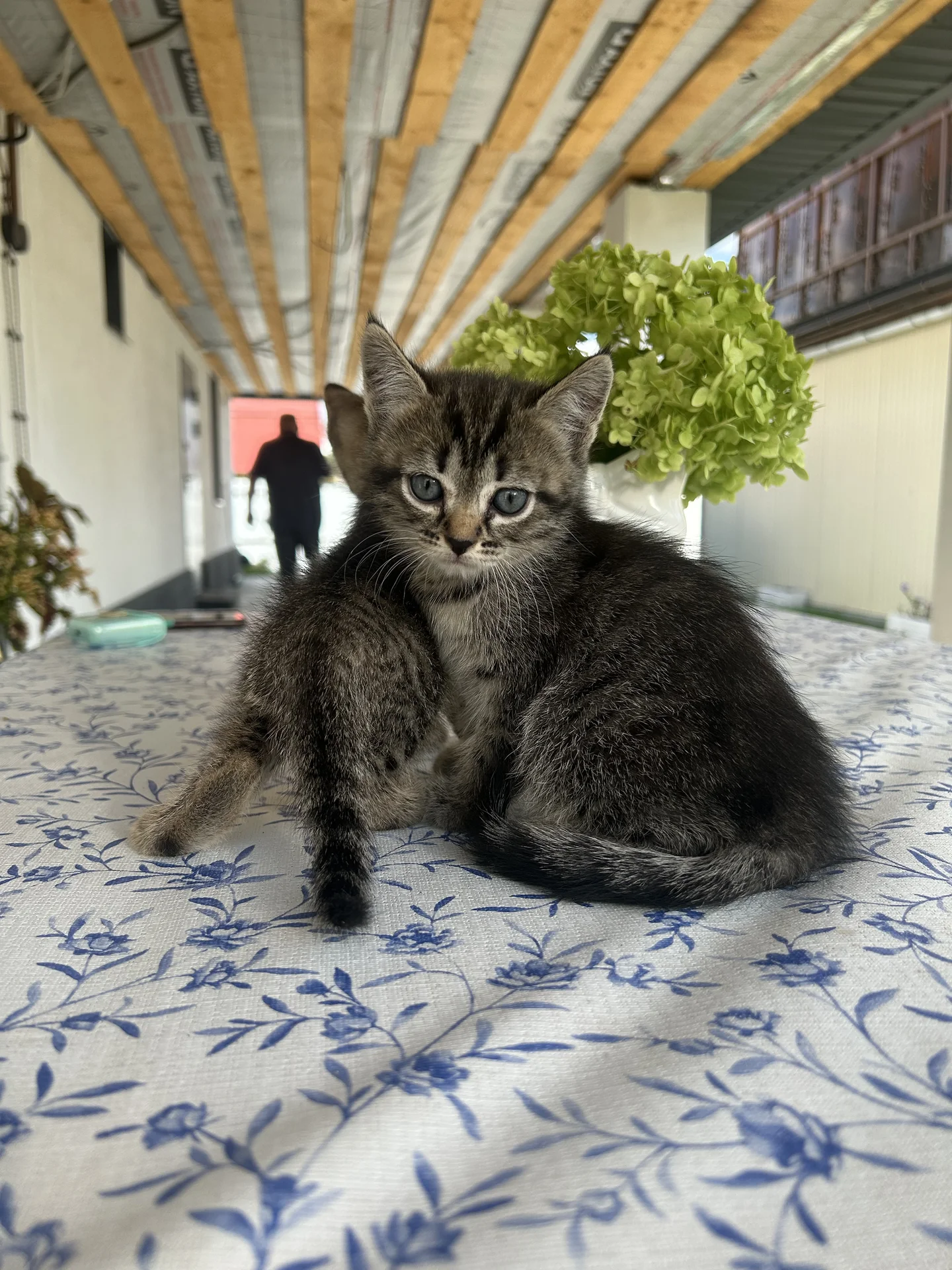 котята даром - миниатюра 9
