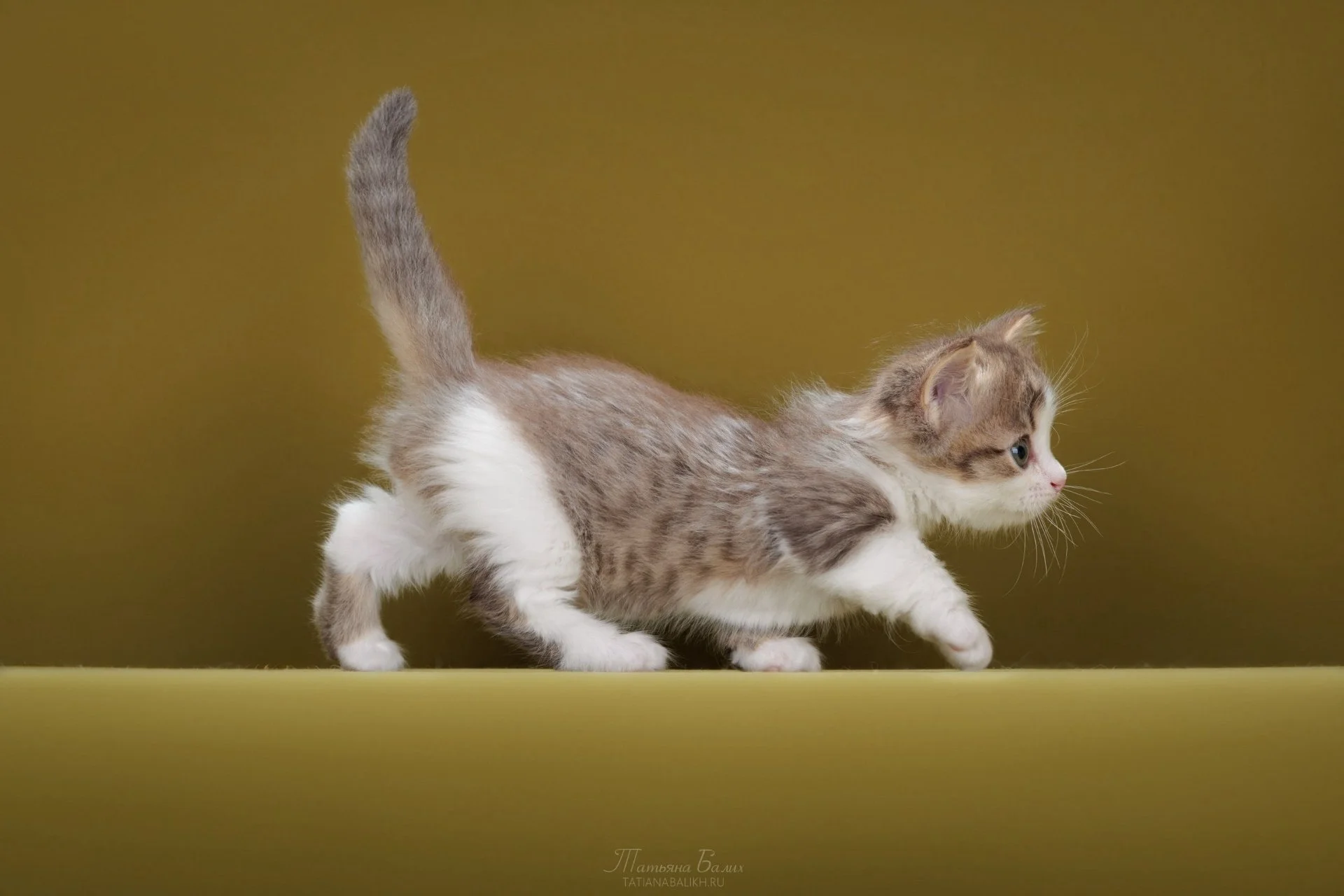 Котенок манчкин - миниатюра 2