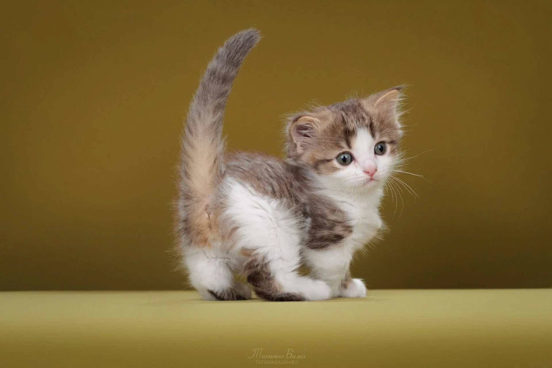 Котенок манчкин - миниатюра 3