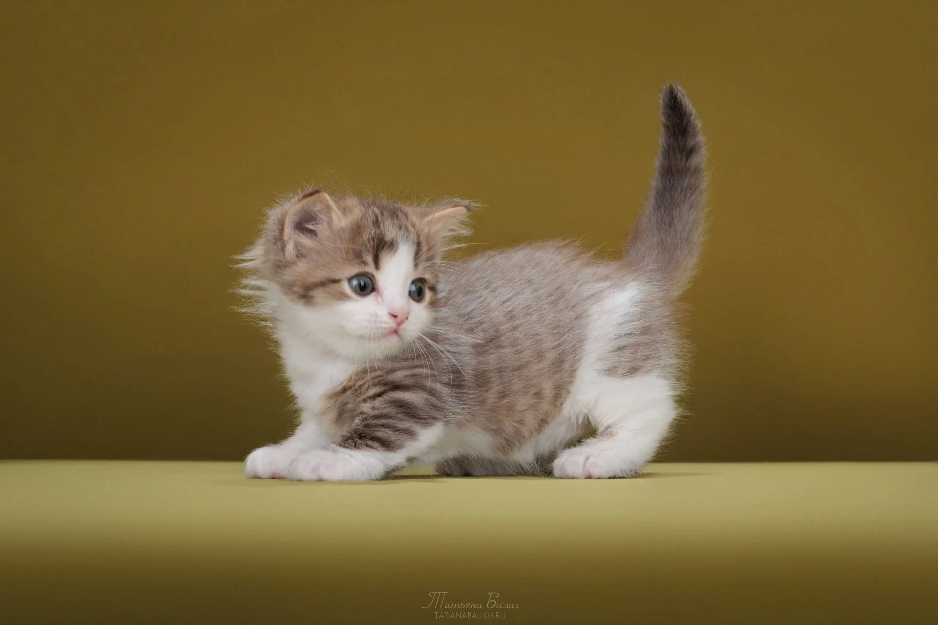 Котенок манчкин - миниатюра 4