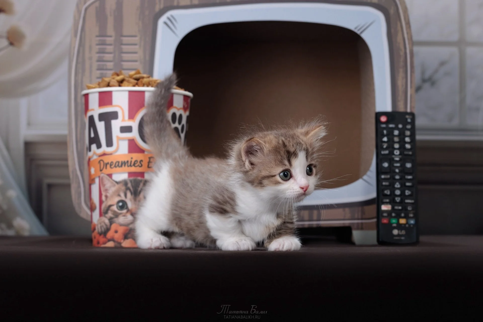 Котенок манчкин - миниатюра 5
