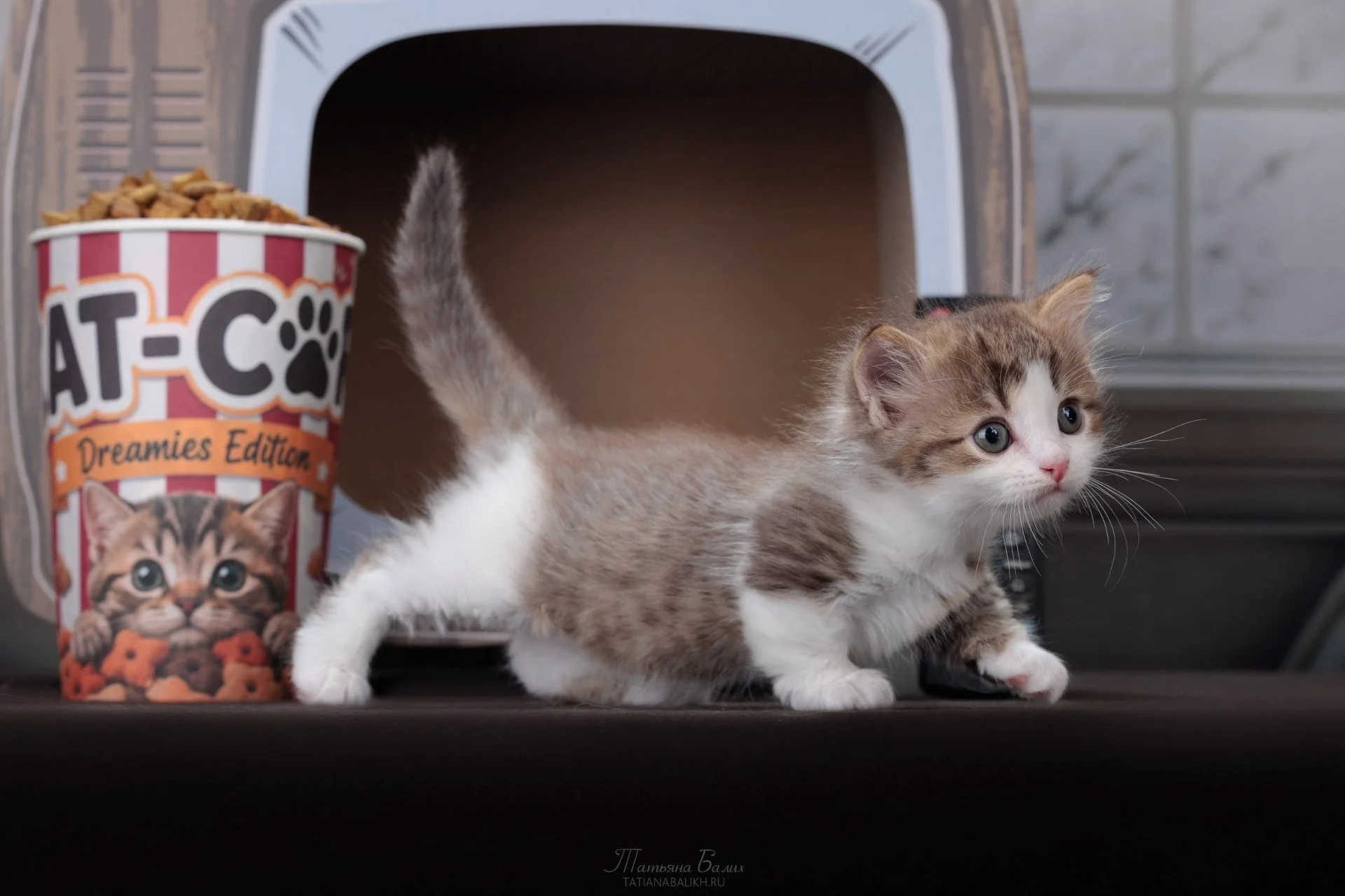 Котенок манчкин - миниатюра 6