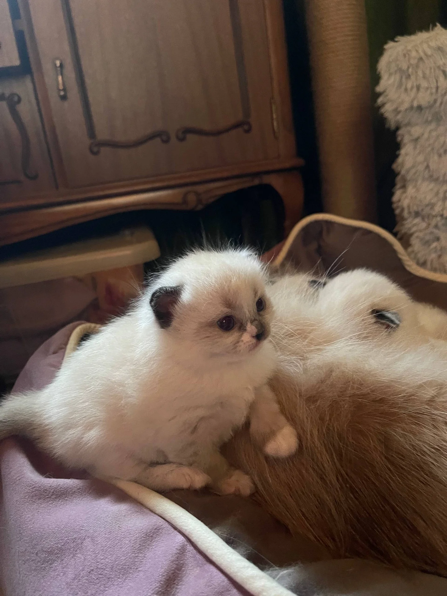 котенок рэгдолл миттед - миниатюра 2