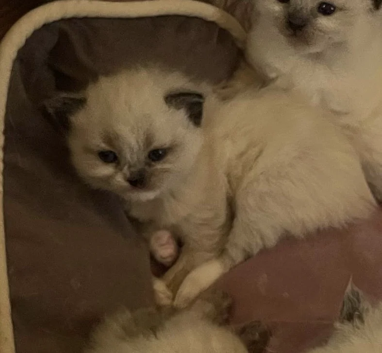 котенок рэгдолл миттед - миниатюра 4