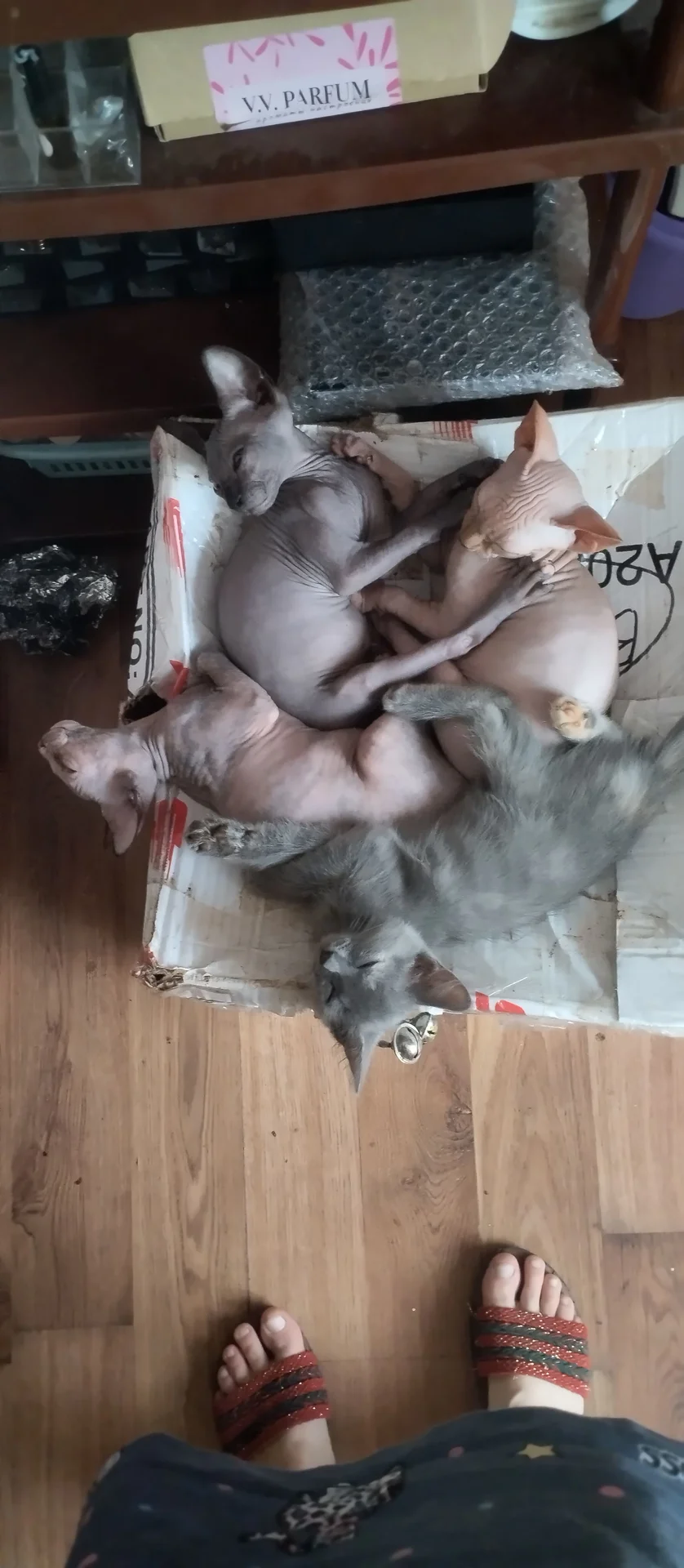 котята сфинкс - изображение 1