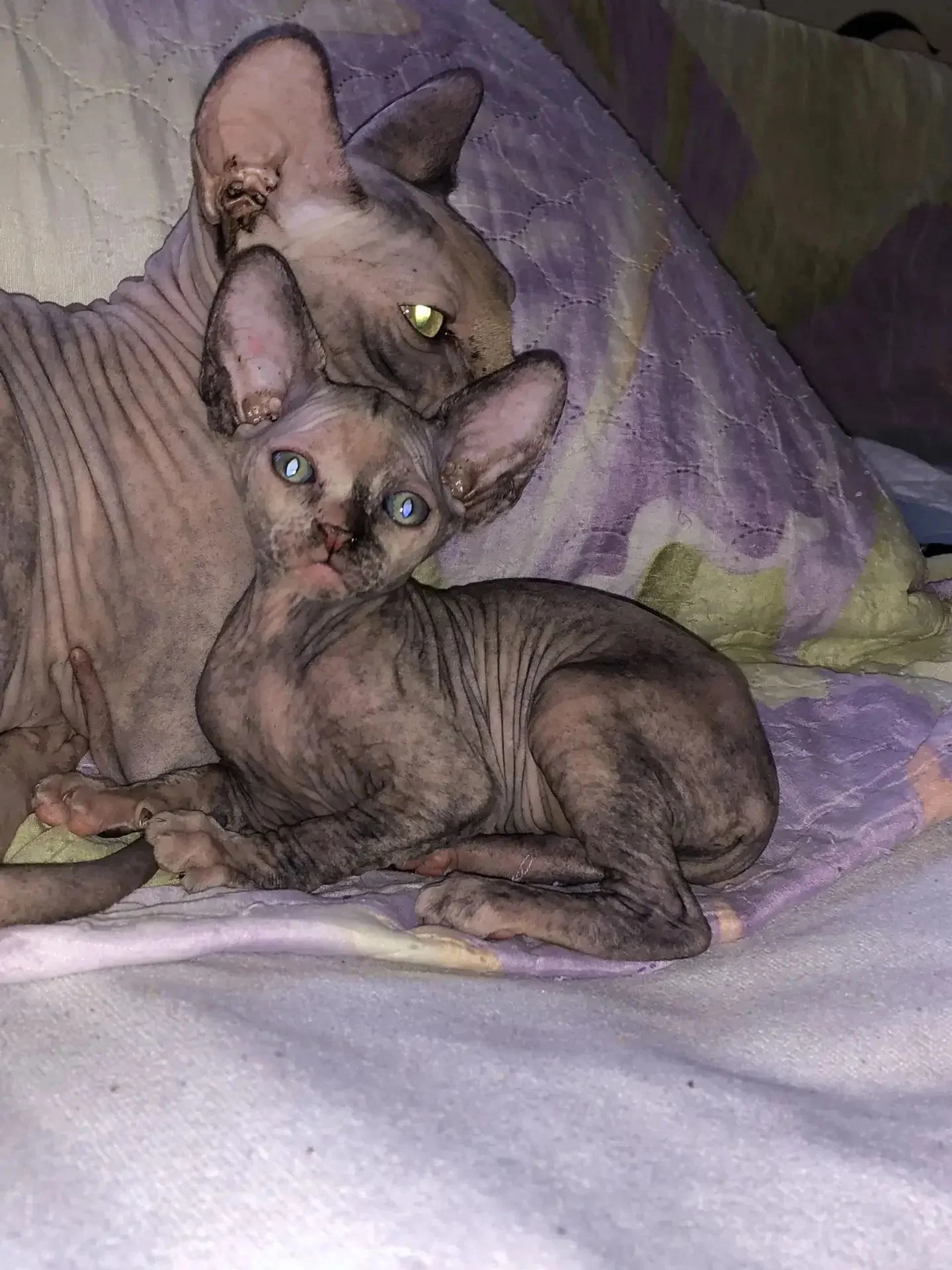 котята сфинкс - миниатюра 3