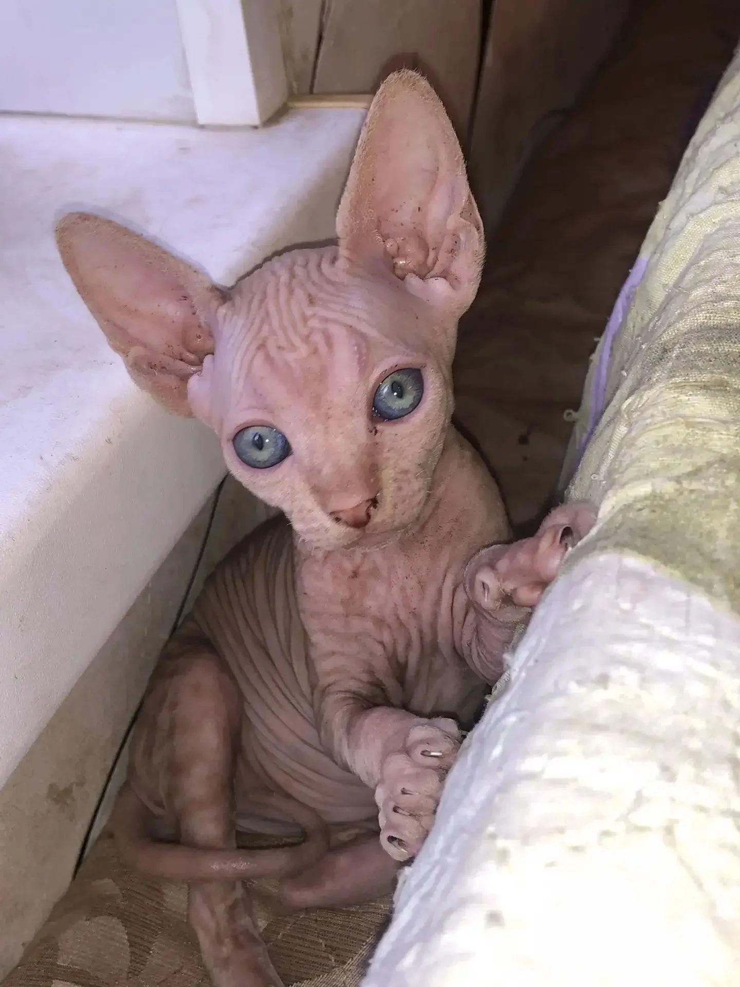 котята сфинкс - миниатюра 5