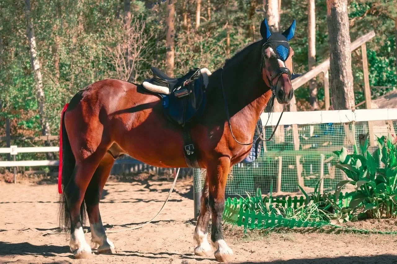 Лошадь, продажа лошадей - изображение 1