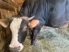 Бык помесь сементальской и костромской пород - изображение 1