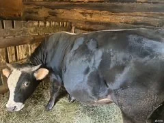 Бык помесь сементальской и костромской пород - миниатюра 3