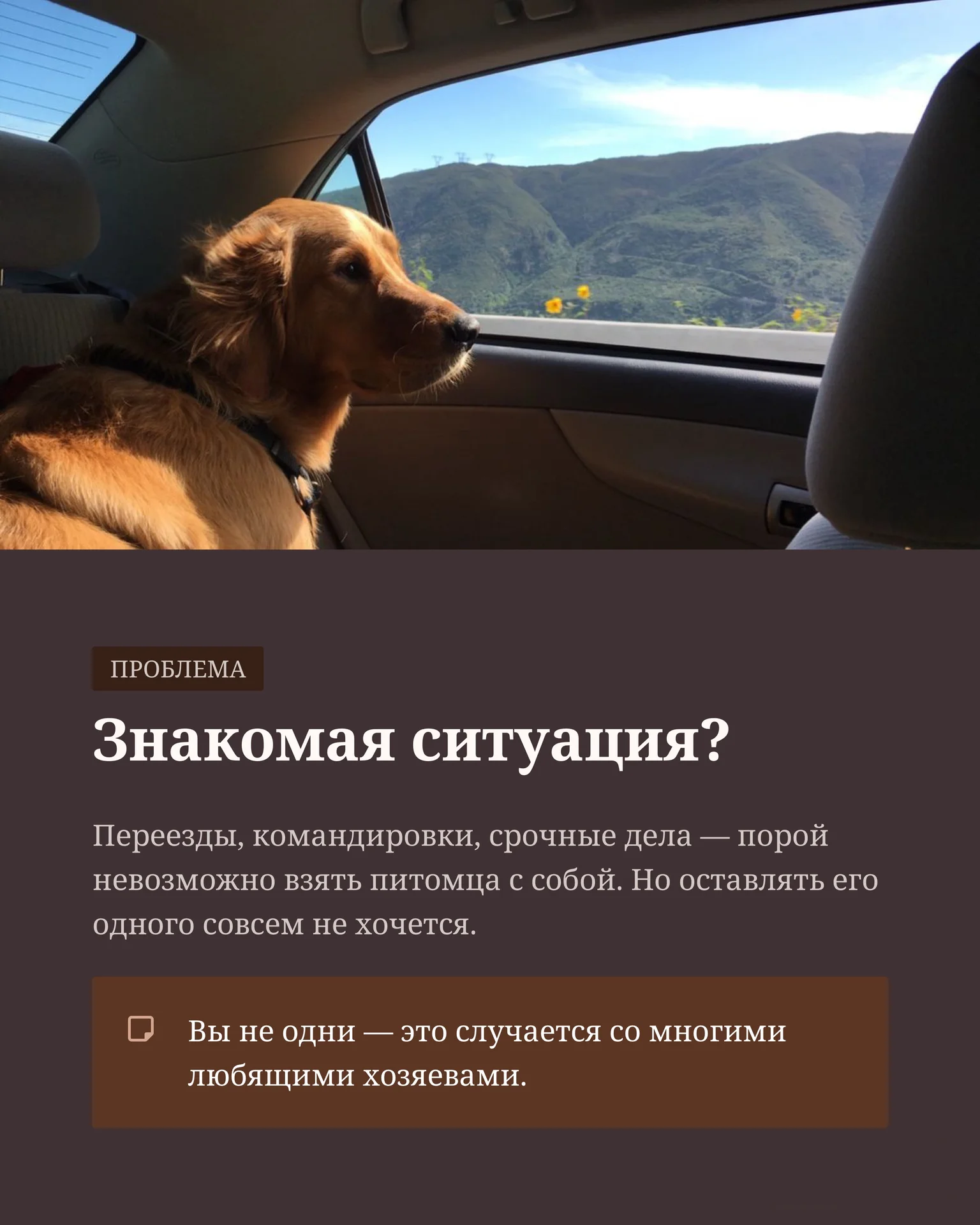Передержка собак и кошек/ дневной садик для собак - миниатюра 4